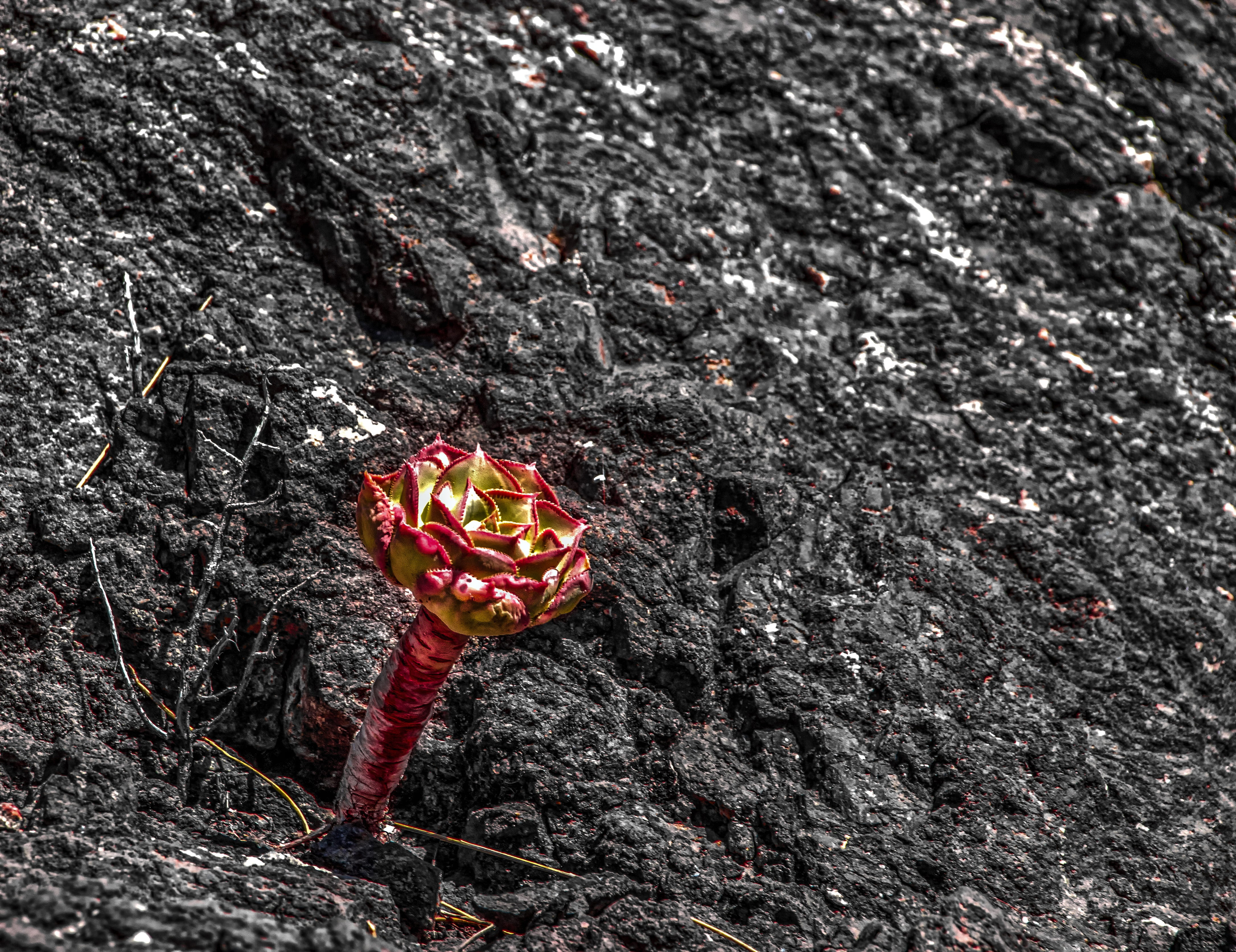 breakthrough, isolated color, force, lonely, selective focus, flowering plant, lava rock, freshness, stones, high angle view, flower, outdoors, red, grey, HD Wallpaper