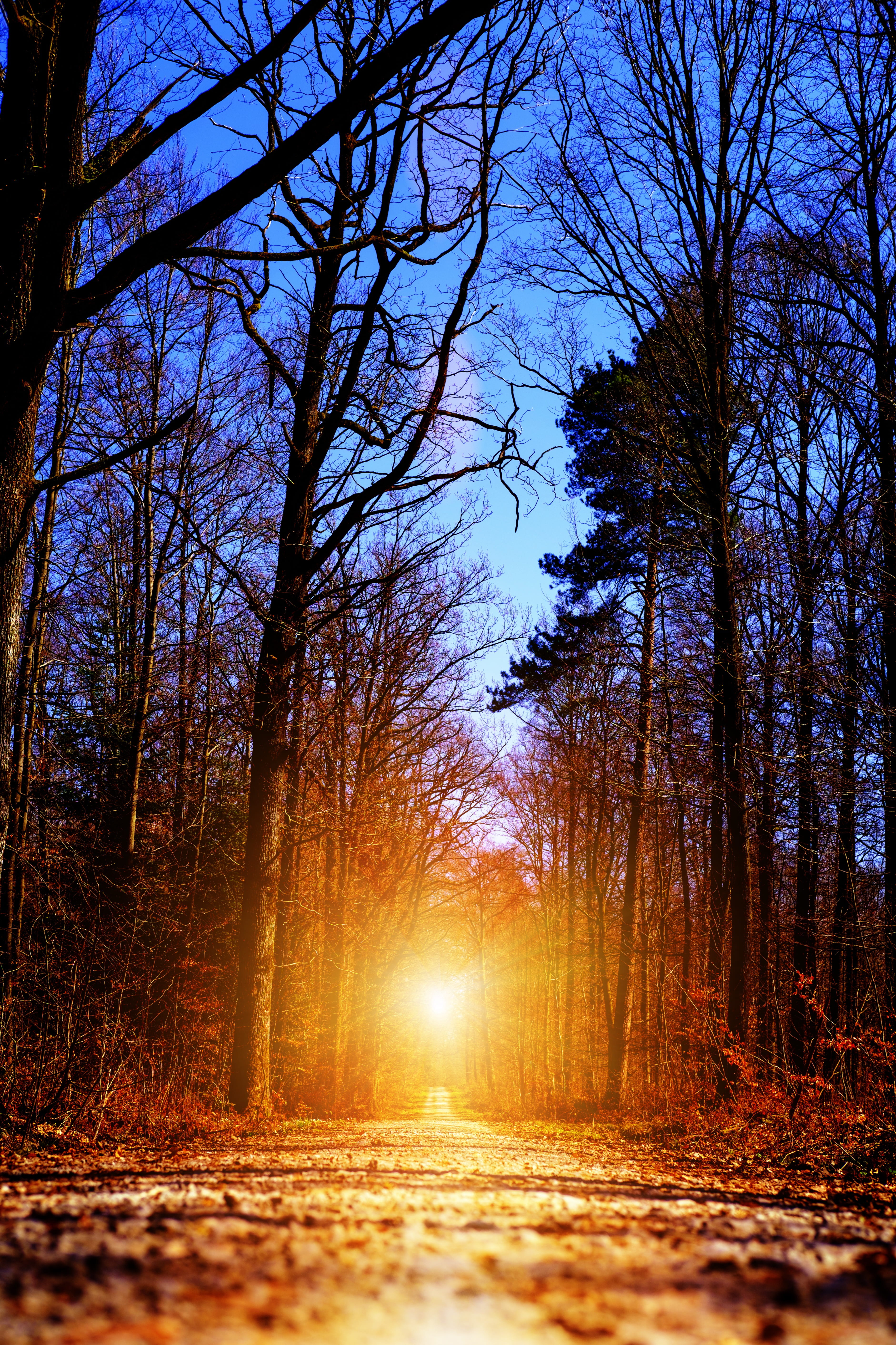 tranquility, bright, sunlight, orange color, nature, tree, streaming, hope, bare tree, light, sunbeam, success, lens flare, 5K, sunset, forest, surface level, Phone HD Wallpaper
