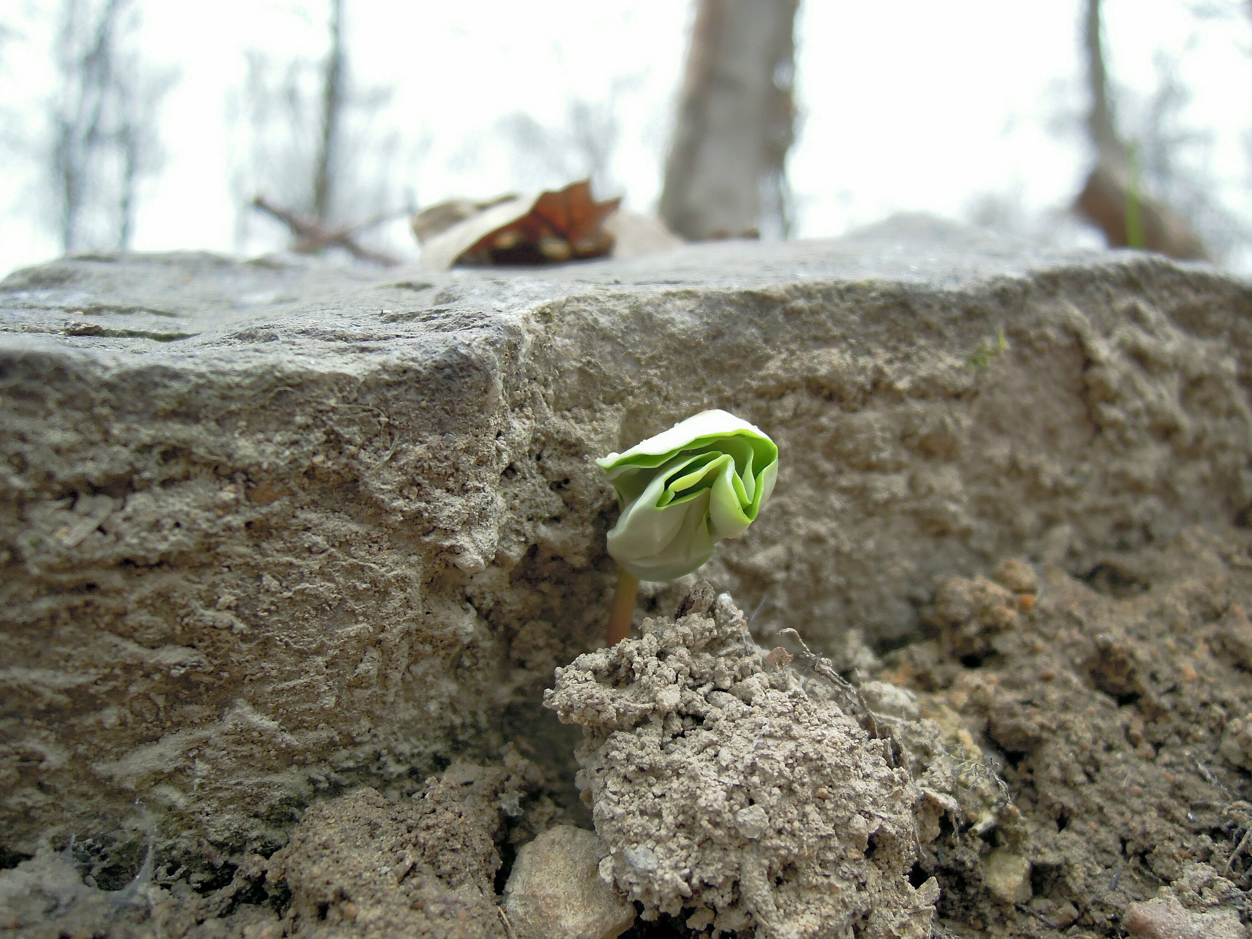 4K, scion, no people, green color, sapling, bud, focus on foreground, vulnerability, live, sucker, solid, plant, flowering plant, nature, spring, rock, HD Wallpaper