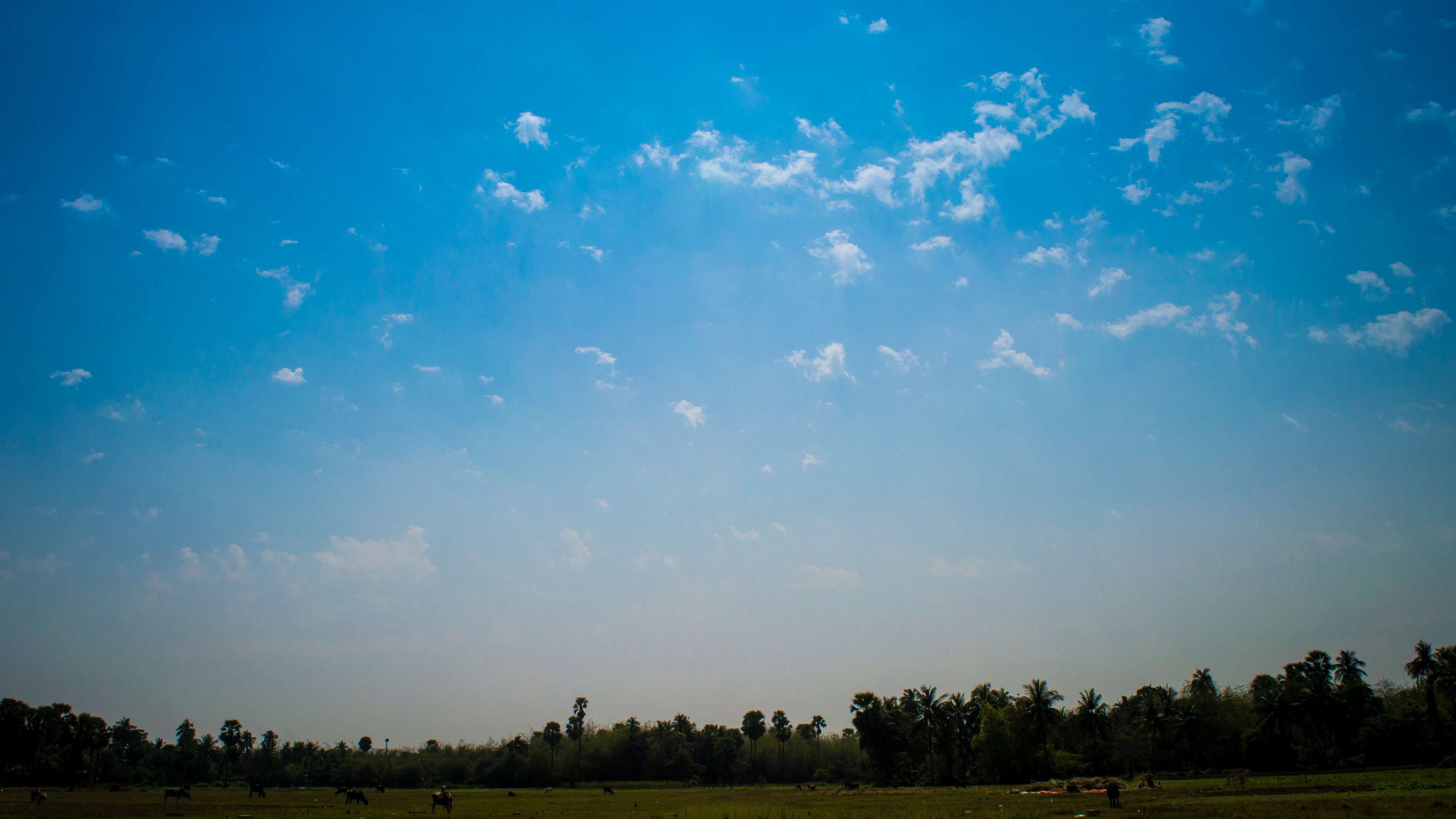 village, landscape, scenics - nature, sunset, noon, animal, blue, tree, day, grass, tranquility, tranquil scene, field, land, cloud - sky, sky, nature, HD Wallpaper