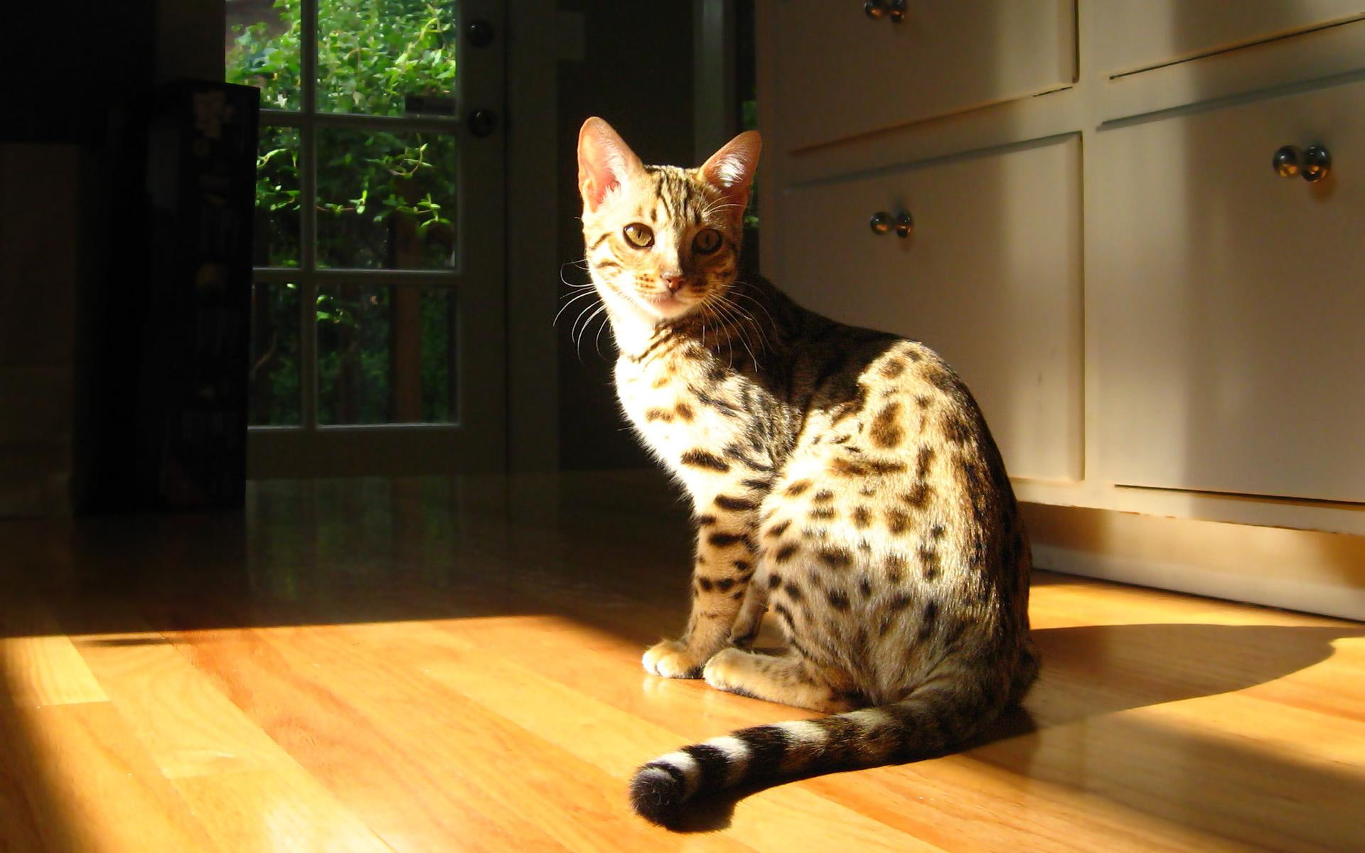 noon, day, 1080P, animals, shadow, mixed cat, HD Wallpaper