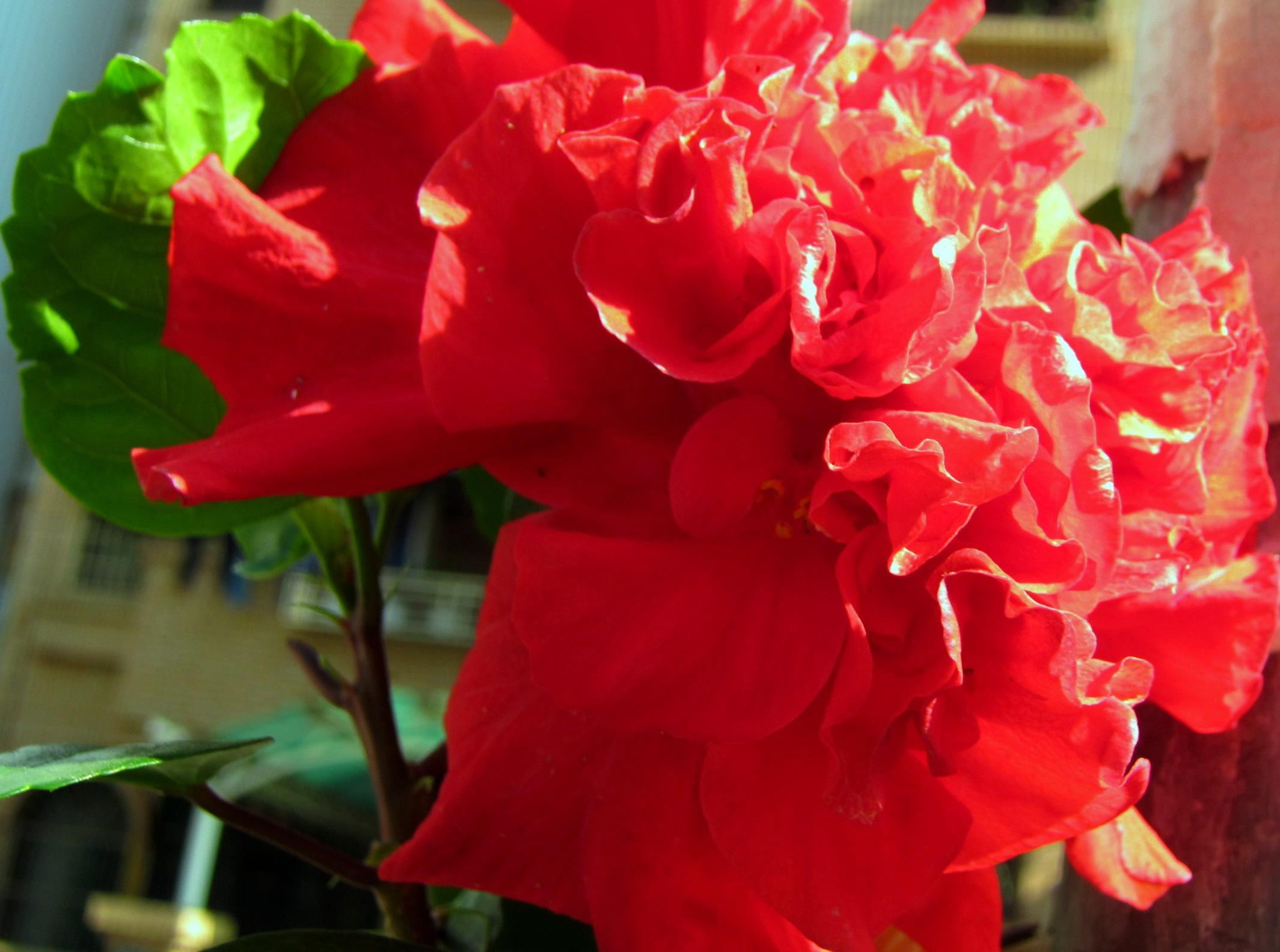 sunshine, flower, bright, noon, 3d and abstract, 1080P, HD Wallpaper