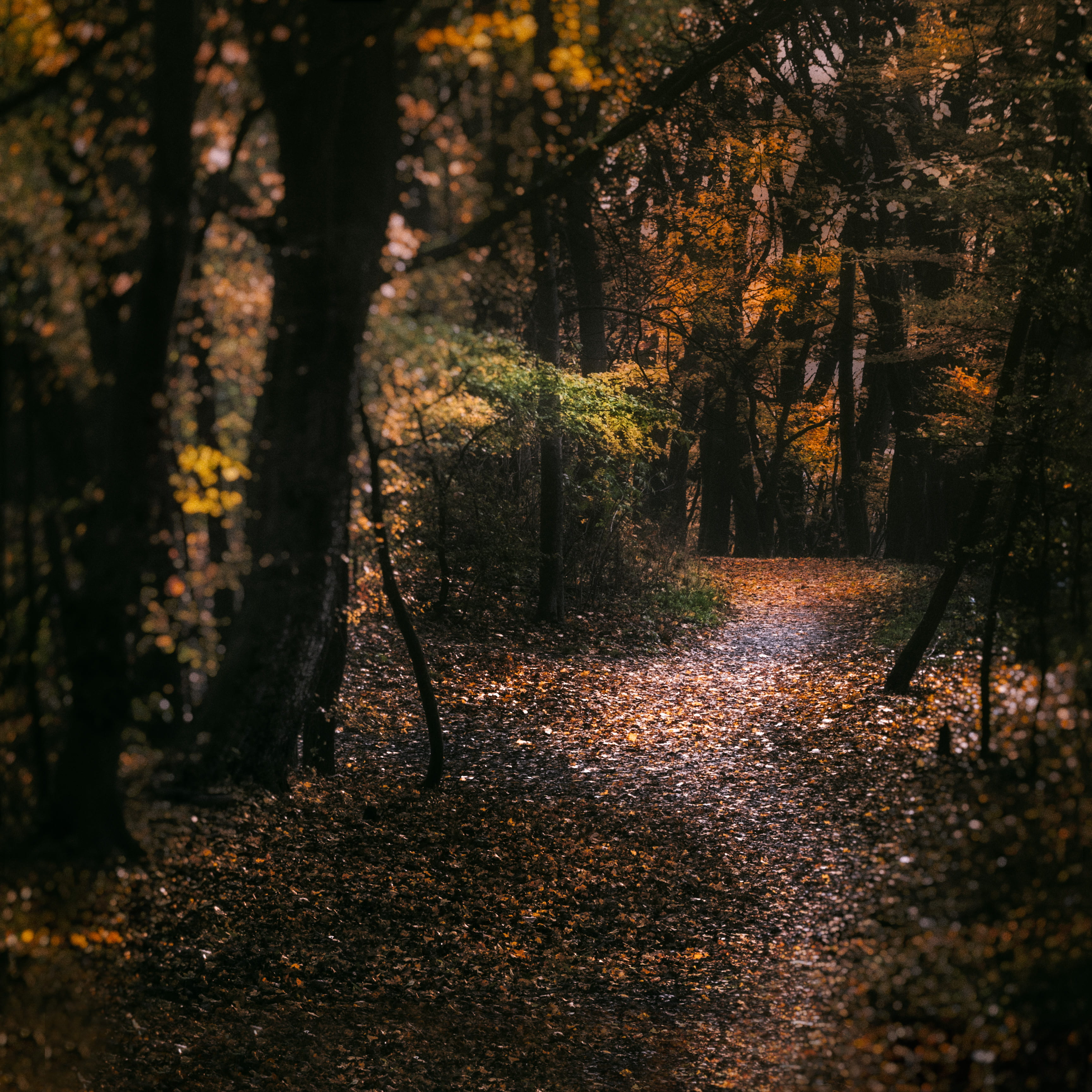 woodland, no people, ahead, noon, autumn, fall, plant part, direction, change, leaf, outdoors, plant, beauty in nature, the way forward, land, tree, tranquility, Phone HD Wallpaper
