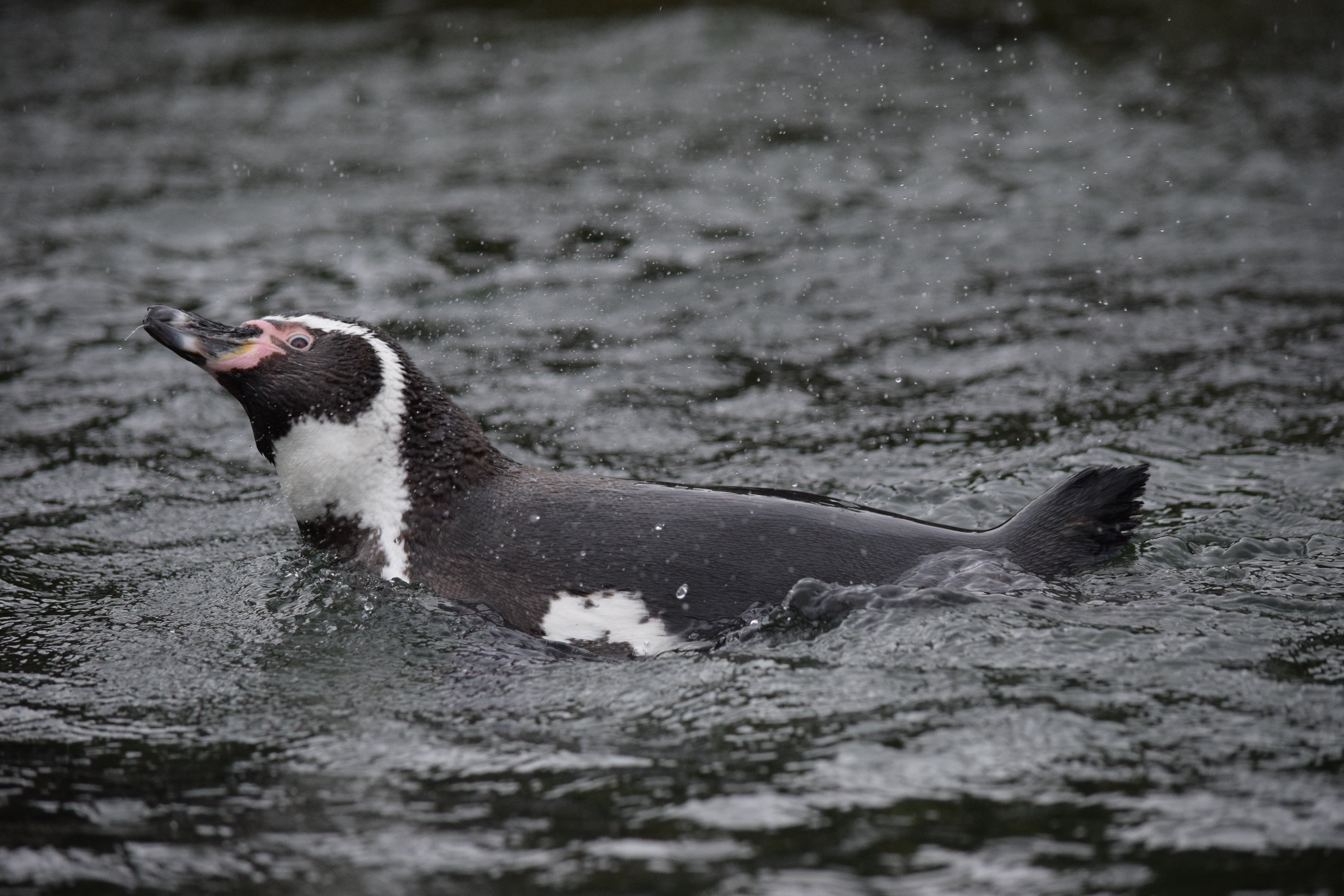 selective focus, spetters, side view, swimming, animal themes, one animal, day, nature, animals in the wild, vertebrate, mouth open, water, mammal, animal mouth, HD Wallpaper