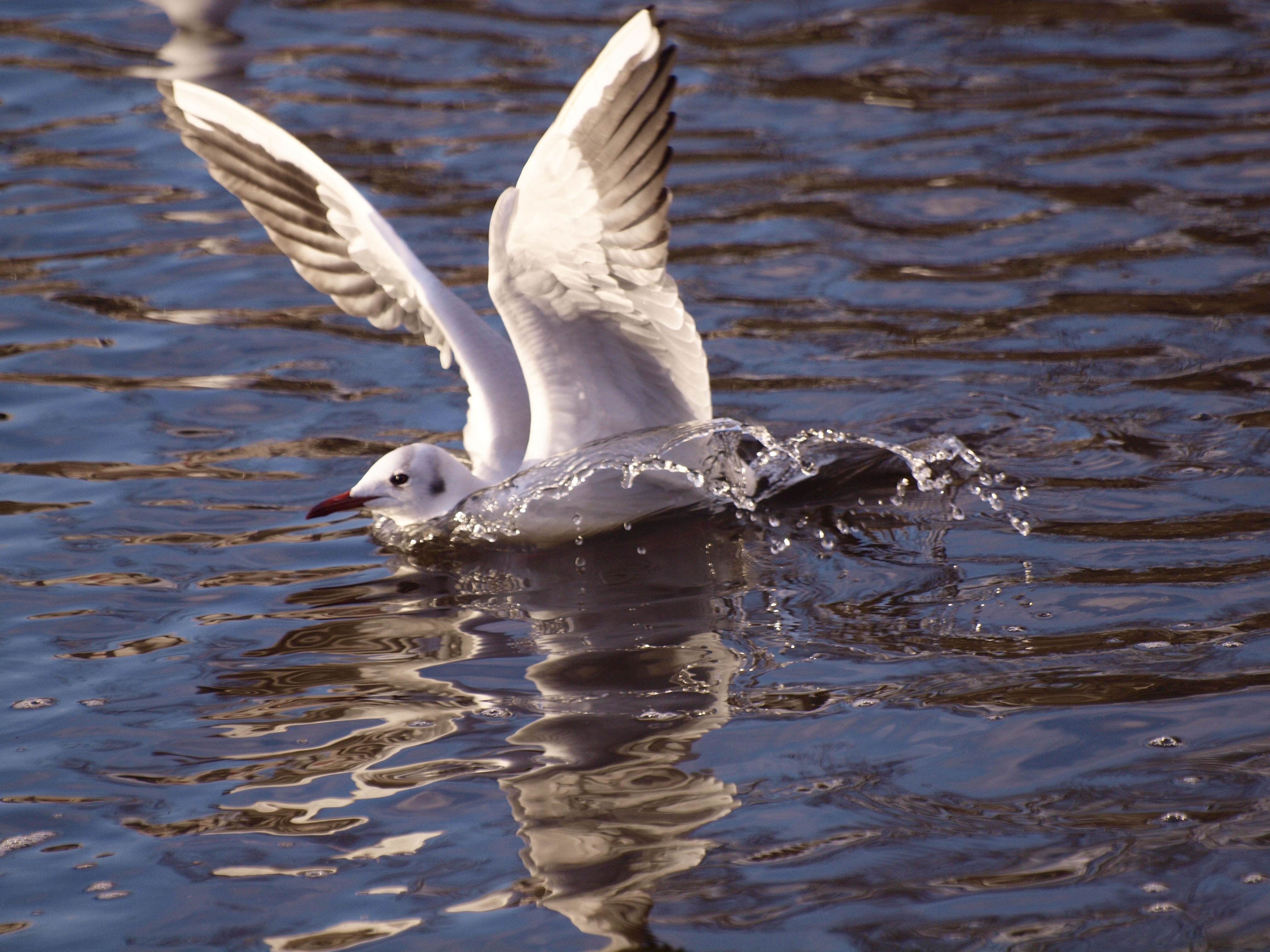 vertebrate, lake, Seagull, wildlife, day, flapping, bird, 4K, swimming, animal wildlife, water bird, reflection, white, one animal, sea, spread wings, HD Wallpaper