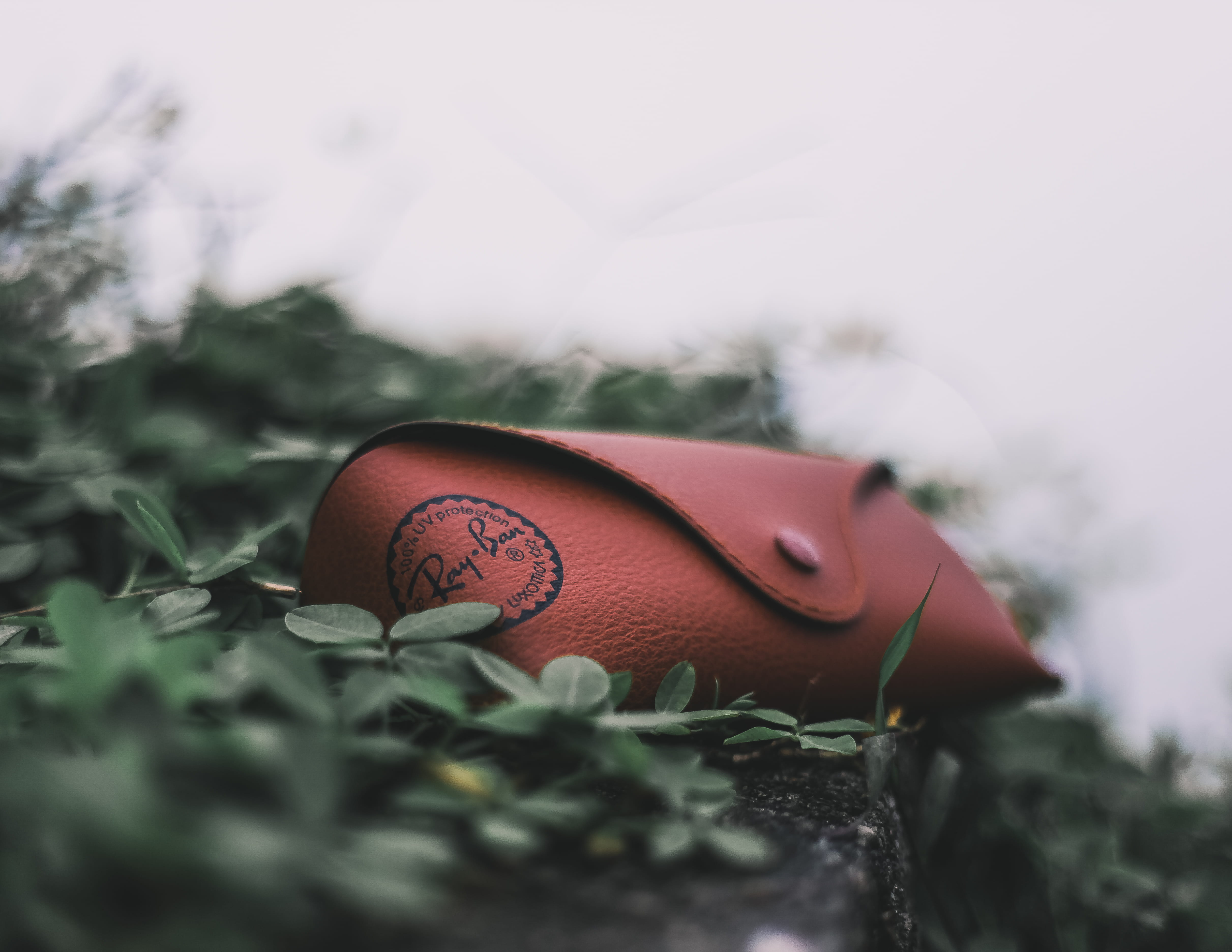 plants, ban, growth, book, day, ray, flowering plant, flower, brown, no people, outdoors, field, tree, winter, selective focus, beauty in nature, plant, HD Wallpaper