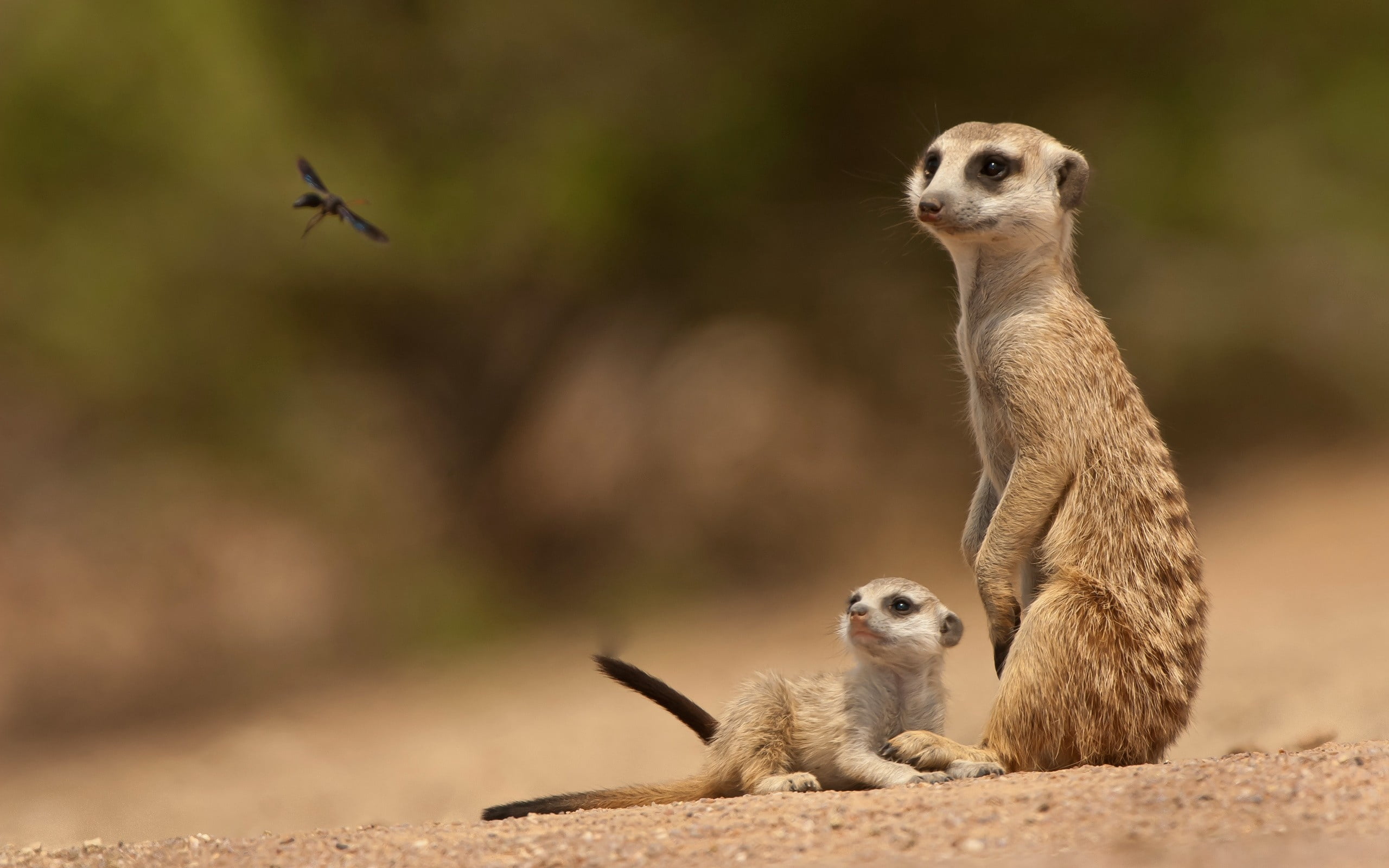 sand, cute, portrait, photo, wildlife, small, focus, two animals, focus on foreground, sitting, brown, snout, no people, animal wildlife, looking away, HD Wallpaper