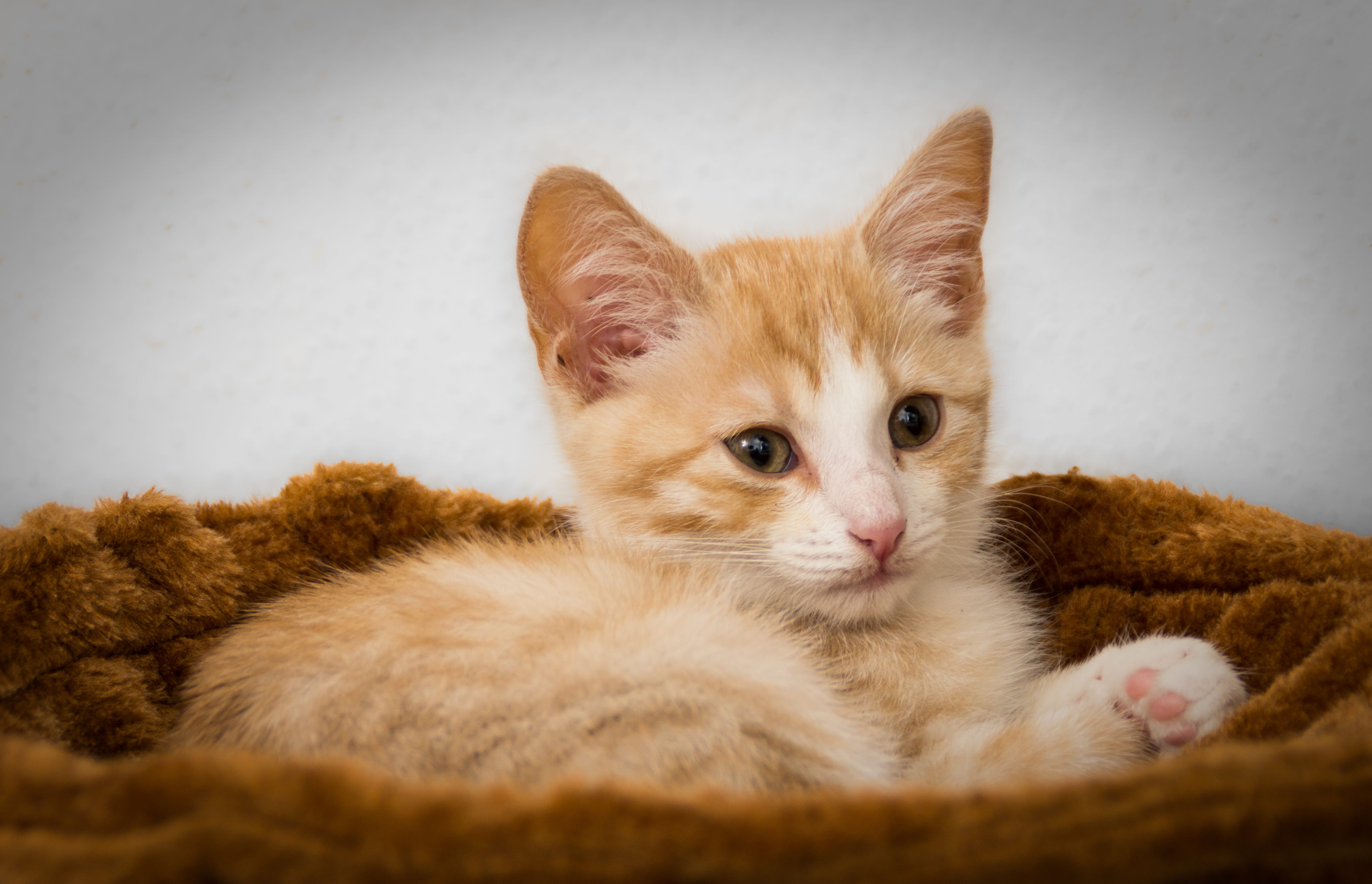 pet, domestic, mieze, sweet, feline, ginger cat, studio shot, domestic Cat, tabby, pets, cute, animal themes, dreamy, good night, fur, no people, indoors, HD Wallpaper