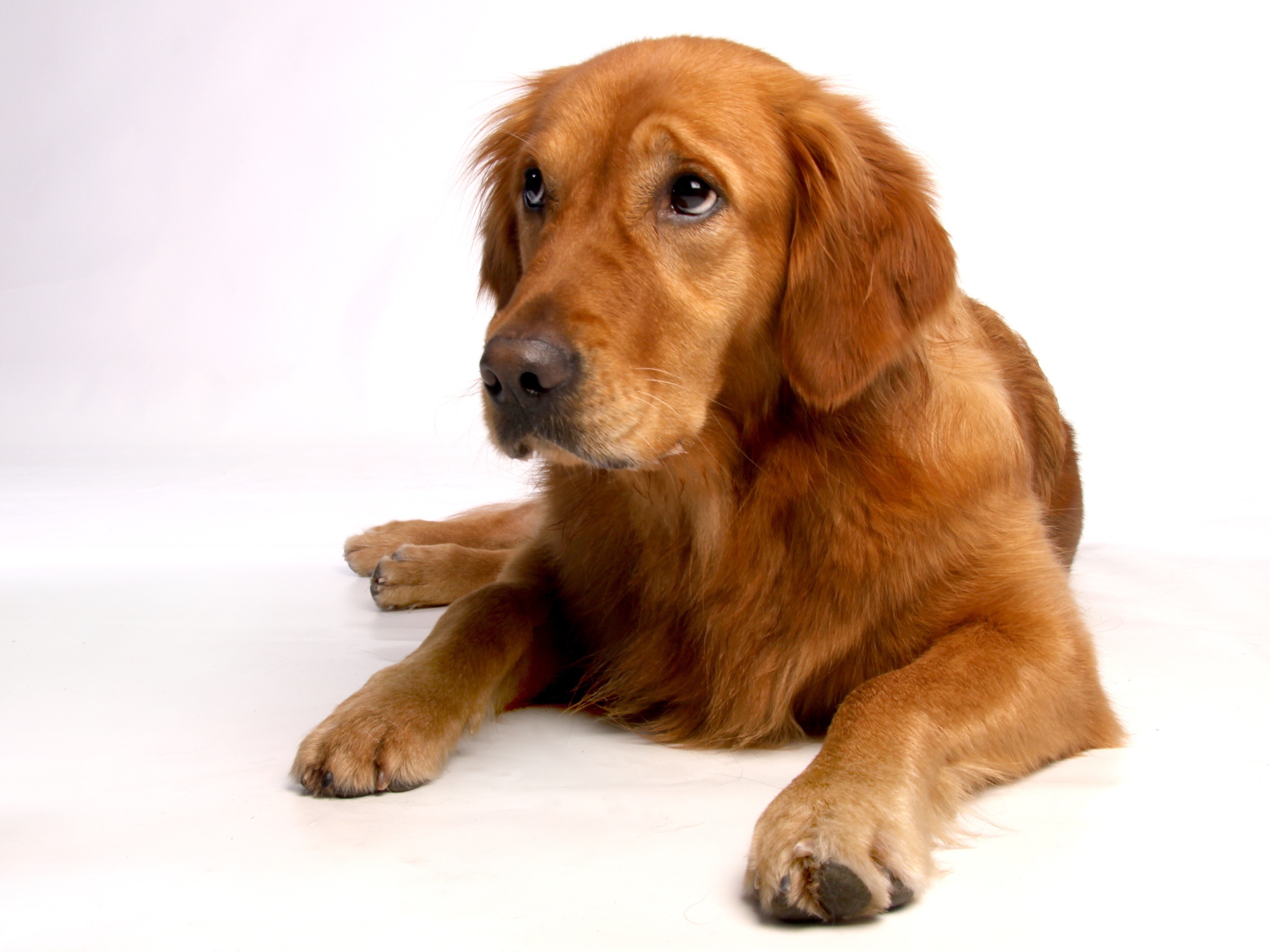 studio shot, one animal, depression - sadness, indoors, dog, good, puppy, animal portrait, domestic Animals, relaxation, pets, cute, animal, white background, HD Wallpaper