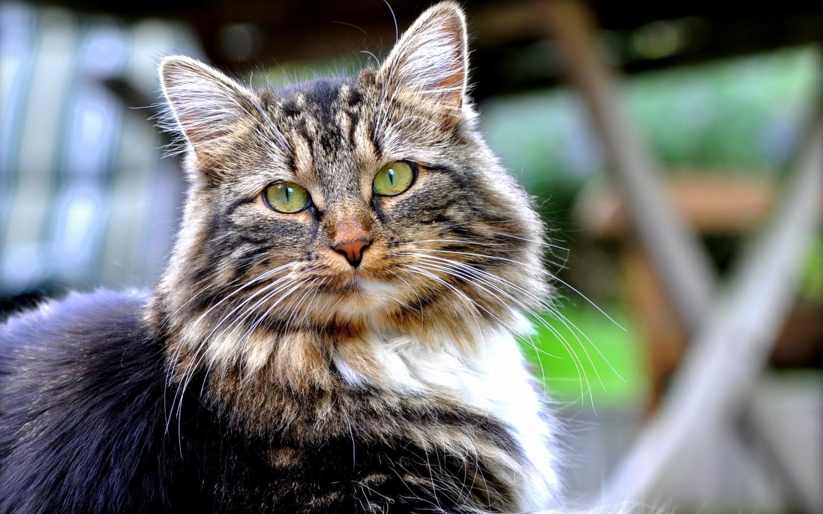 focus on foreground, curiosity, dark, staring, human Face, fluffy, main, nature, young Animal, mammal, one Animal, animal Eye, cute, beauty In Nature, outdoors, HD Wallpaper