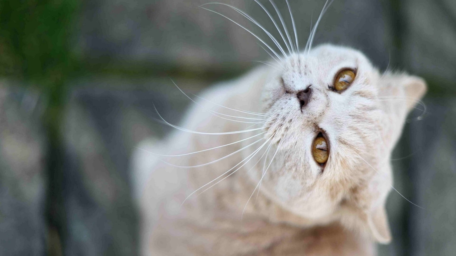 animal Head, mammal, look, portrait, looking at camera, making a face, animal, 1080P, face, cat, animal Eye, animal mouth, animal body part, domestic, HD Wallpaper