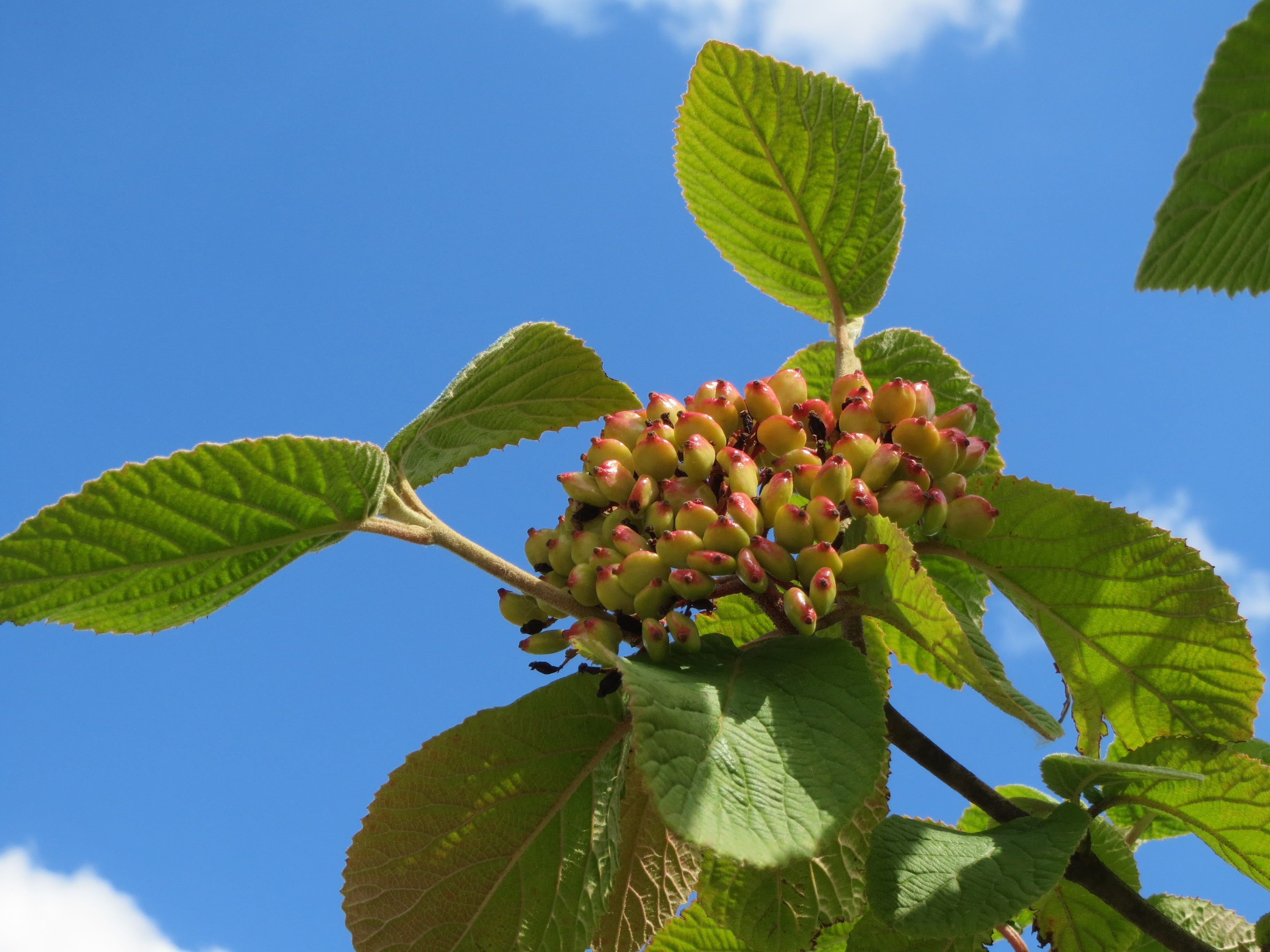 low angle view, day, wayfaring tree, flora, plant part, fruit, botany, sky, tropical fruit, beauty in nature, wayfarer, no people, food and drink, viburnum lantana, HD Wallpaper