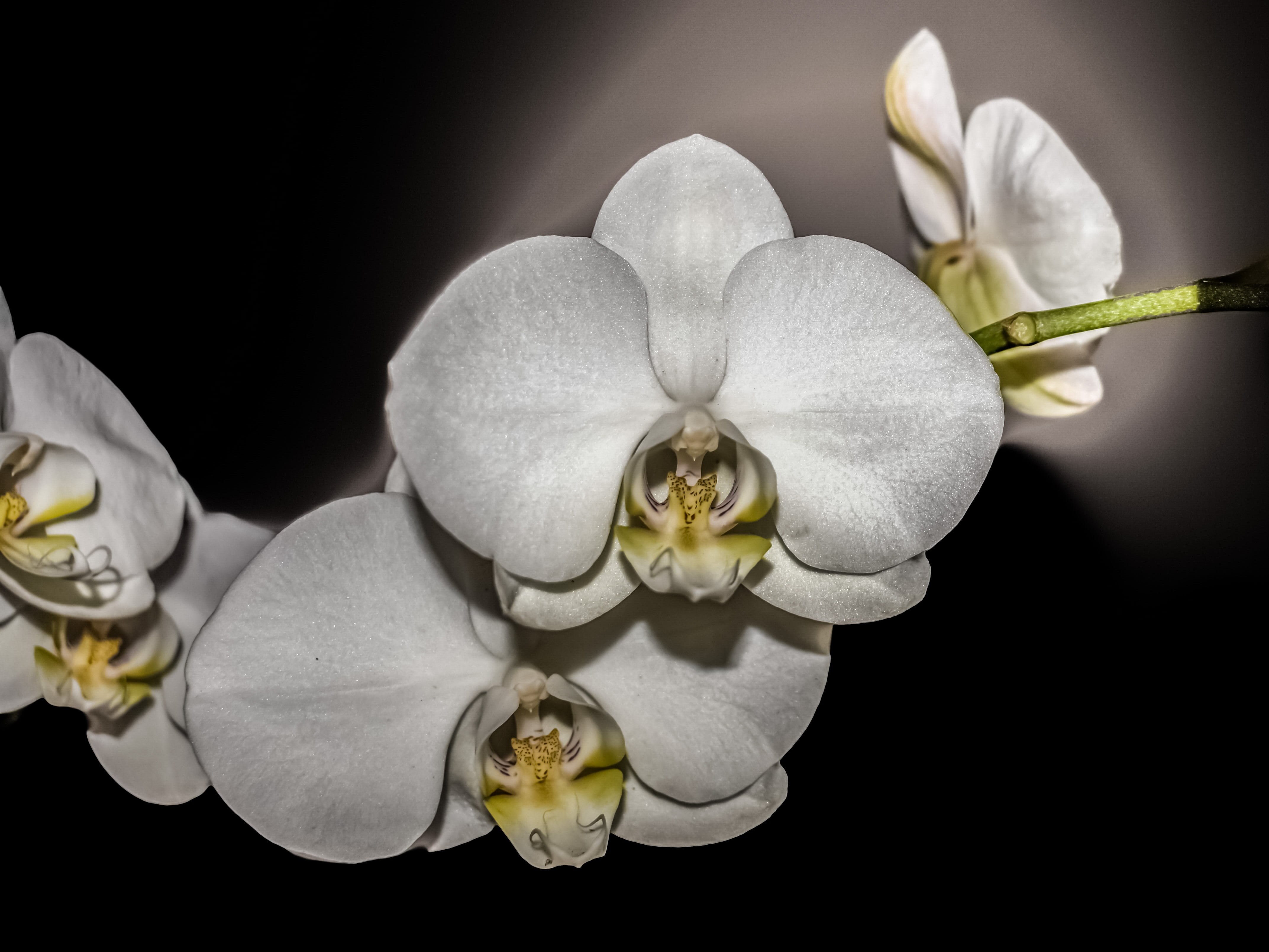 vulnerability, diamond ring, close-up, indoors, petal, growth, freshness, blossom, studio shot, 4K, black background, orchid, bright, exotic, plant, no people, HD Wallpaper