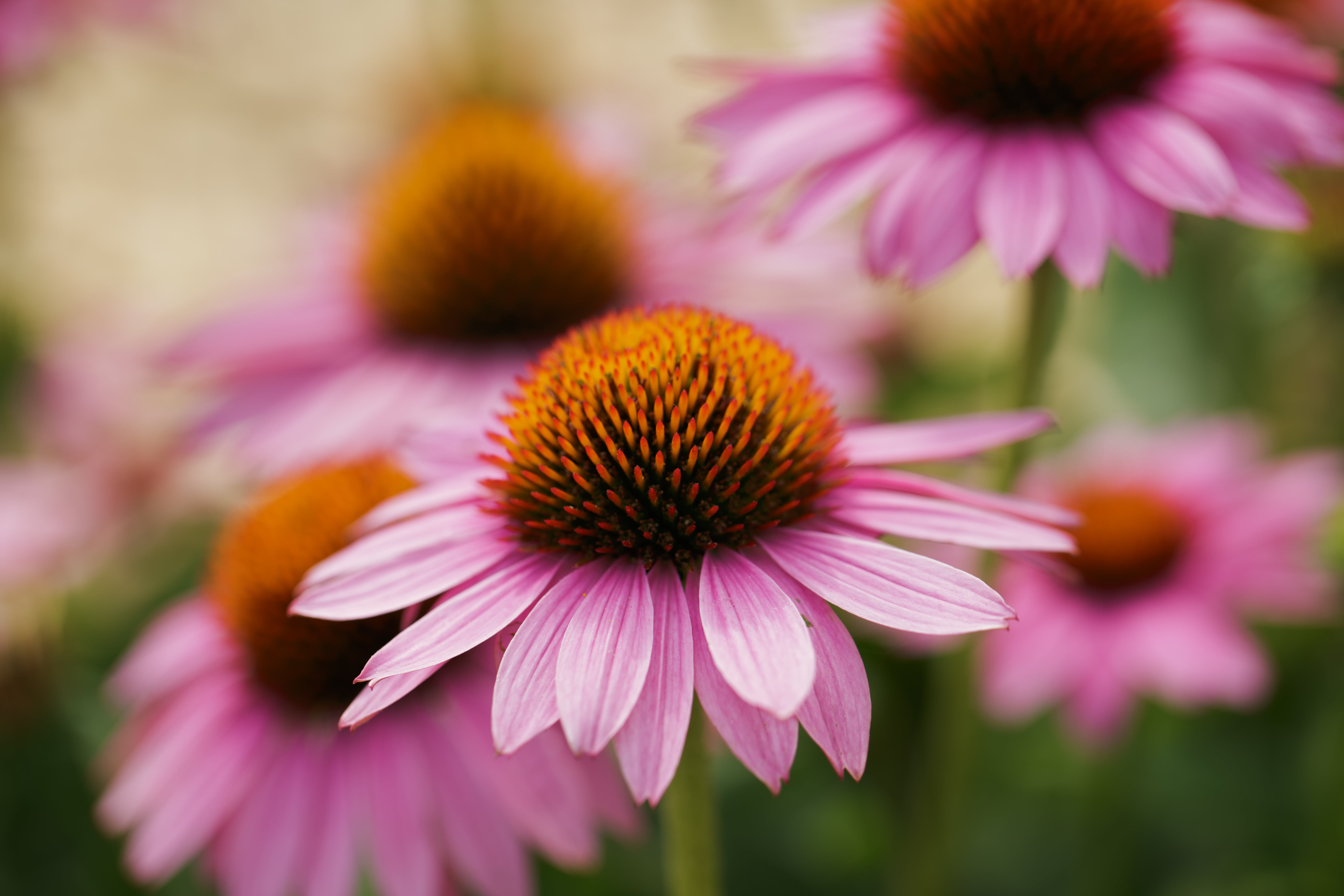 plant, flowers, close-up, focus, bloom, photography, pink, daisy, selective, 5K, echinacea, nature, flower, petal, summer, macro, coneflower, HD Wallpaper