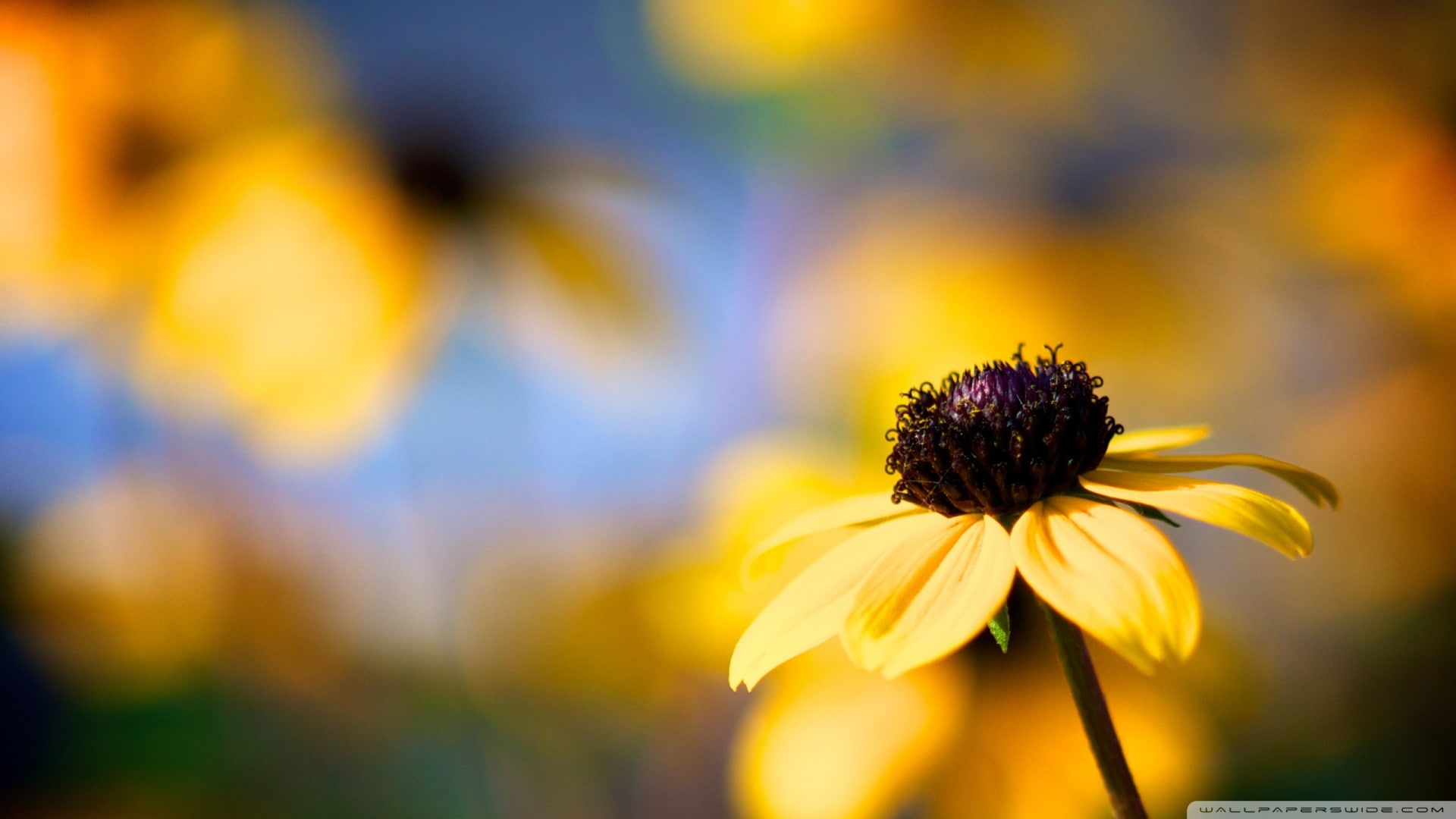 beauty in nature, no people, purple, inflorescence, growth, blurred, 1080P, pollen, fragility, yellow, plant, nature, plants, close-up, coneflower, selective focus, HD Wallpaper