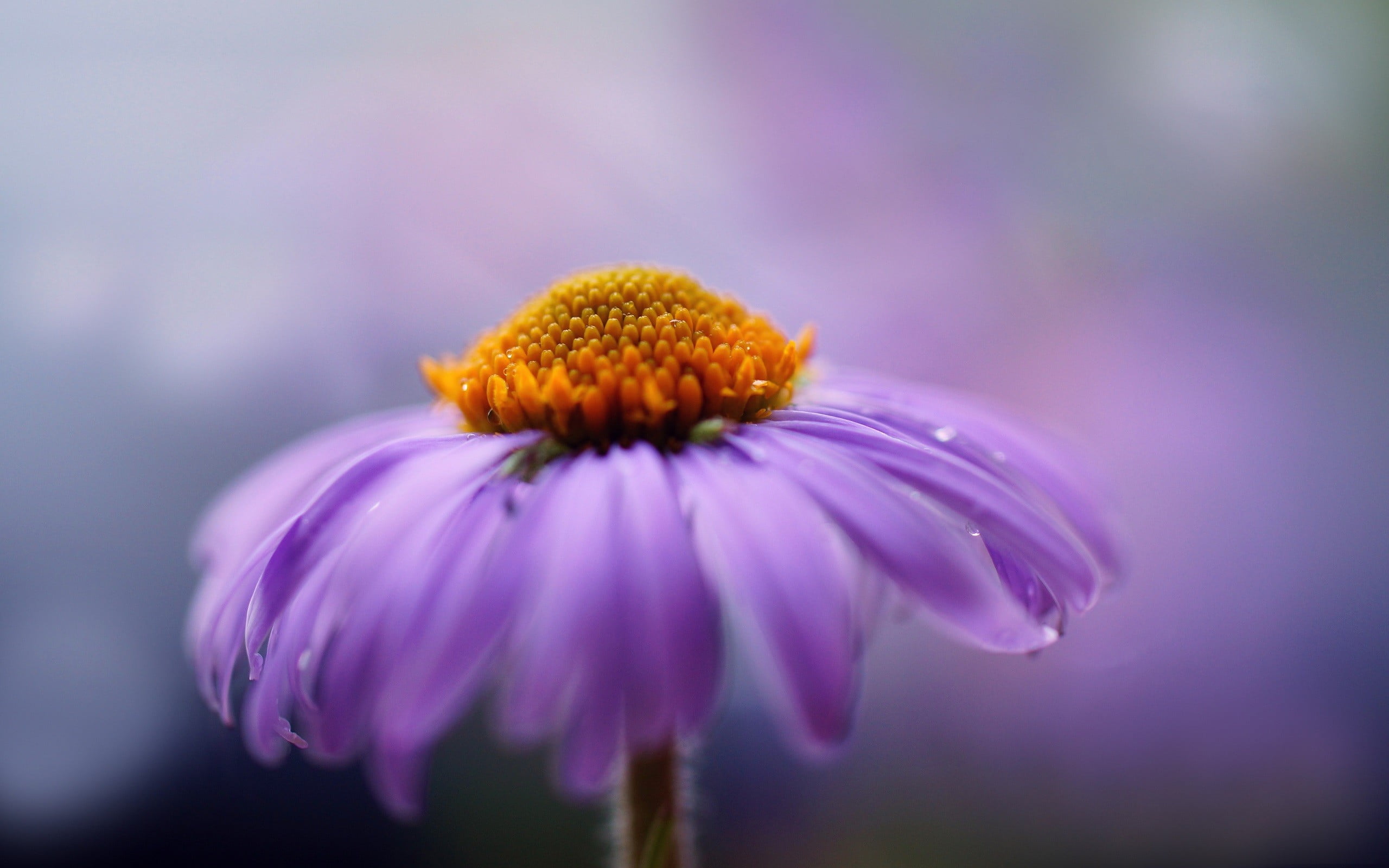 growth, nature, selective focus, freshness, no people, plant, inflorescence, beauty in nature, 2K, close-up, coneflower, focus on foreground, petal, water drops, HD Wallpaper