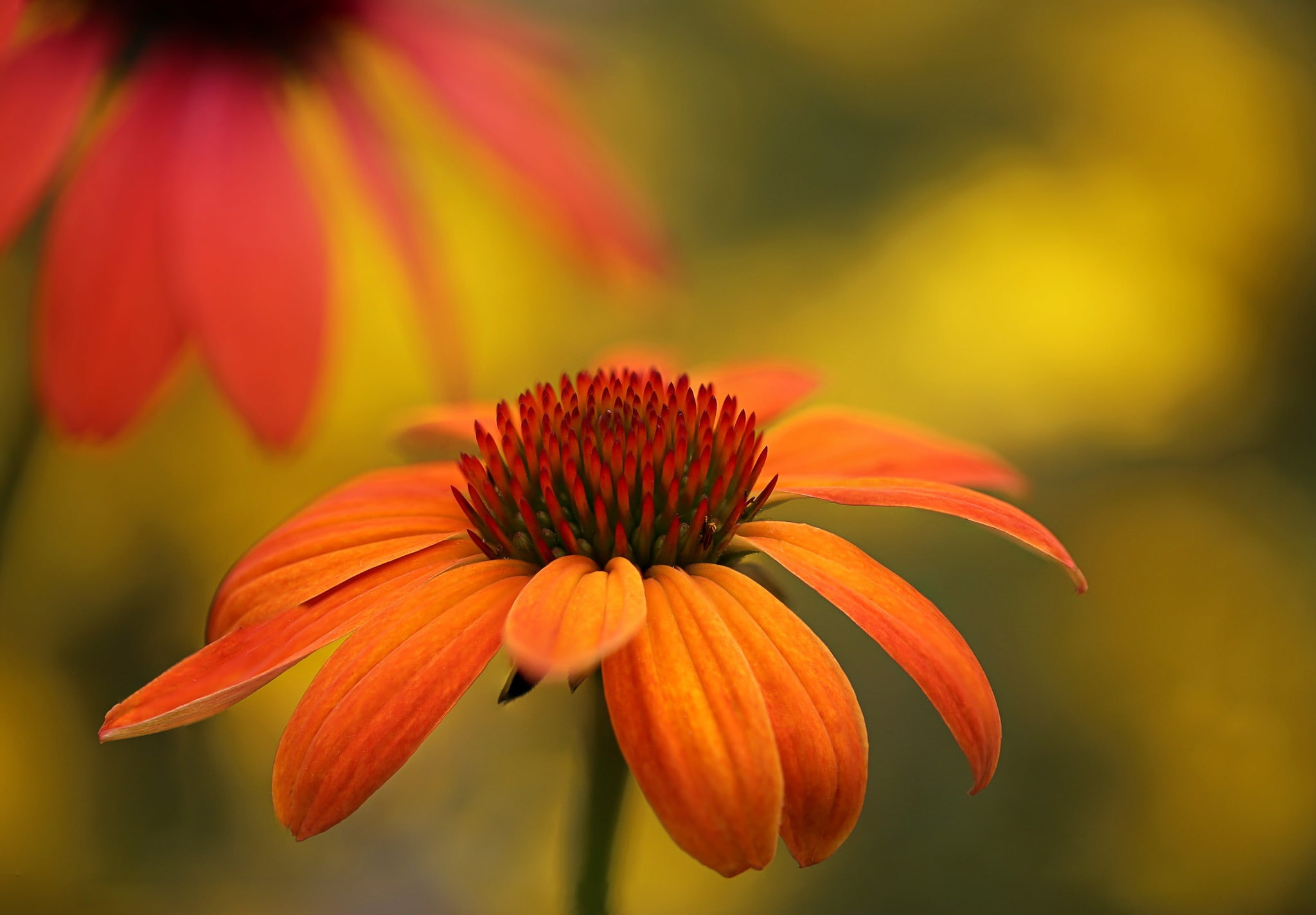 pollen, freshness, day, nature, ornamental garden, macro, flowering plant, growth, close-up, flower, coneflower, plants, beauty in nature, fragility, petal, HD Wallpaper
