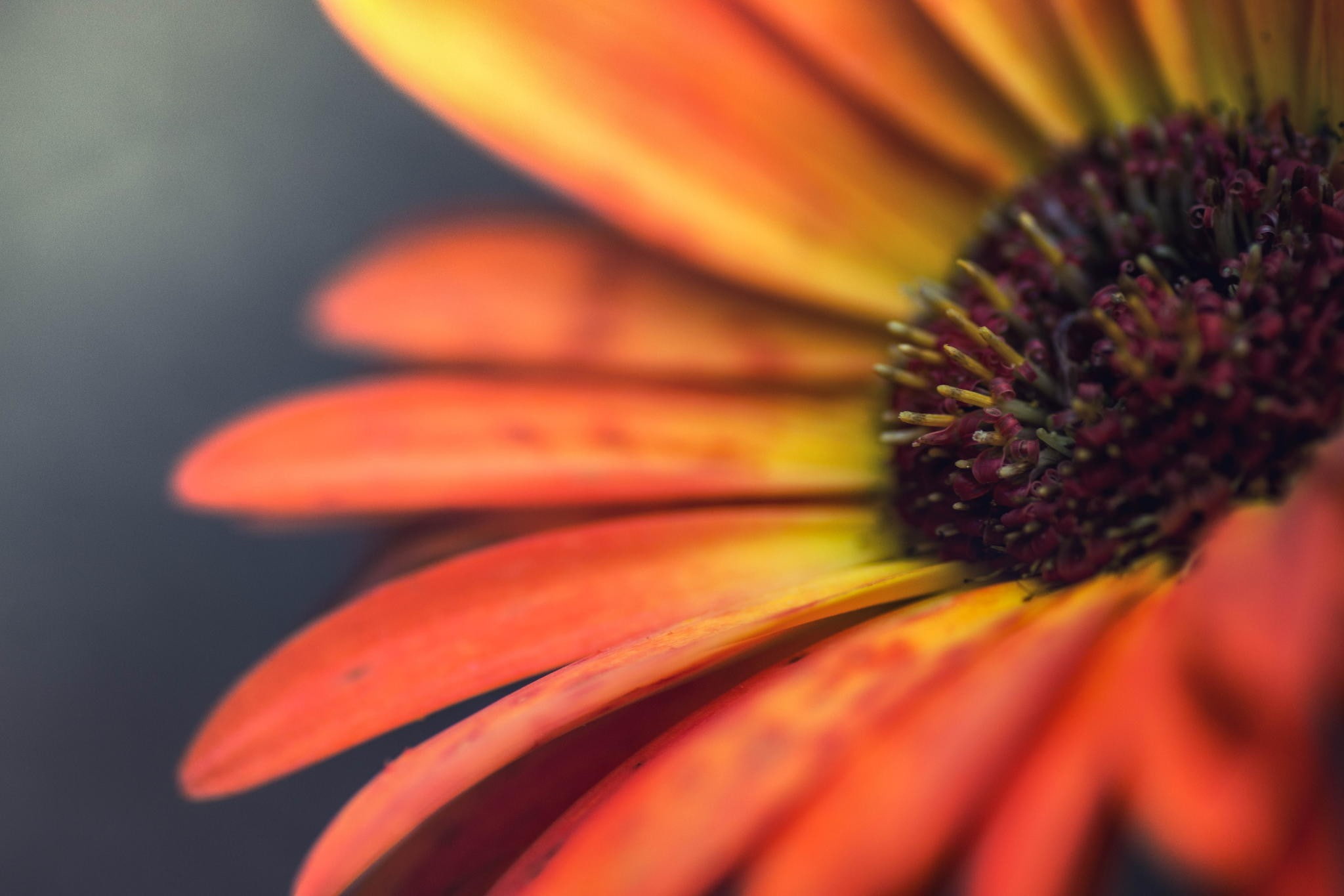 flower head, beauty in nature, vulnerability, freshness, selective focus, flower, macro, orange color, no people, close-up, petal, fragility, flowers, coneflower, HD Wallpaper