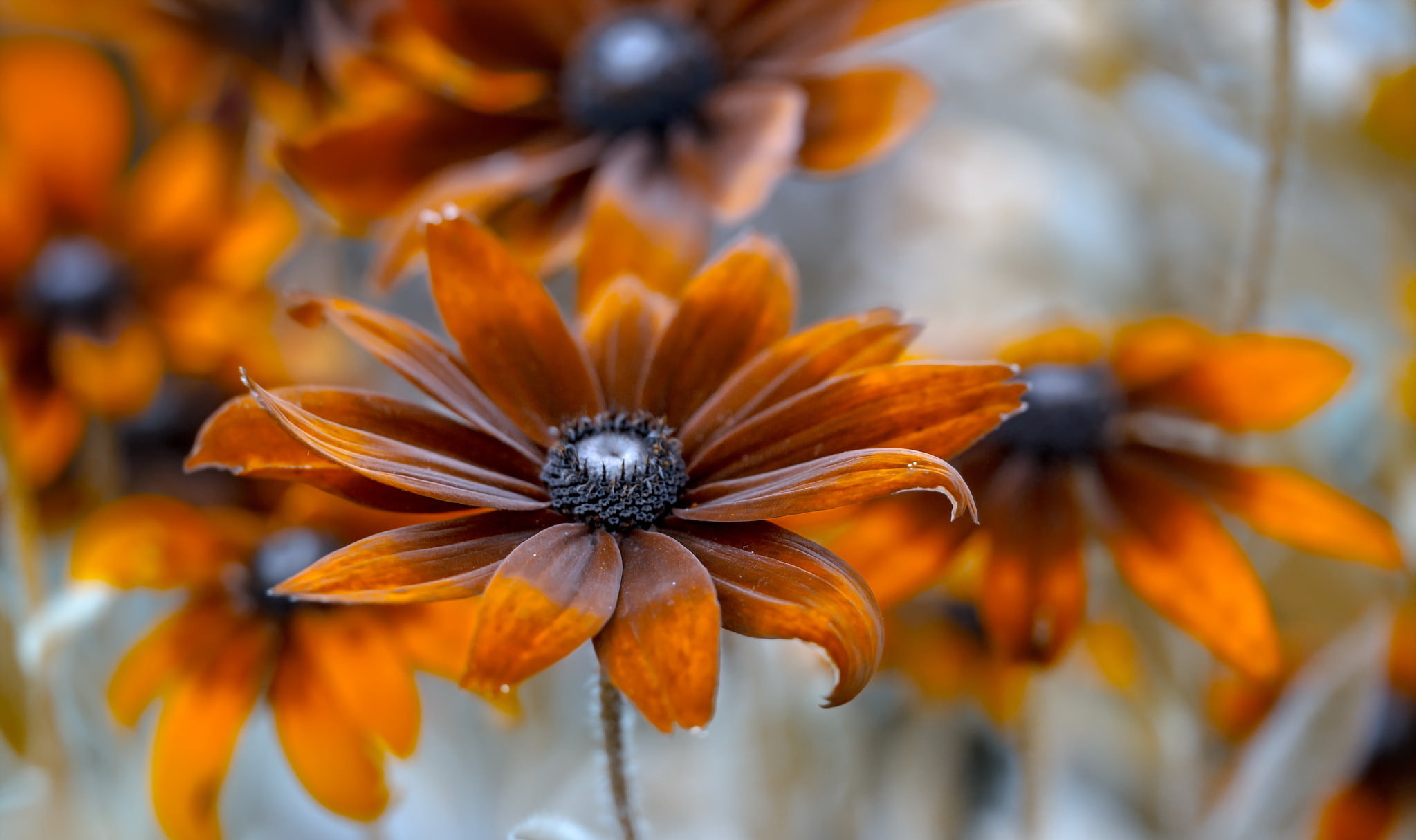 inflorescence, outdoors, focus on foreground, day, flowering plant, plants, vulnerability, flowers, flower, plant, pollen, coneflower, petal, 1080P, no people, HD Wallpaper