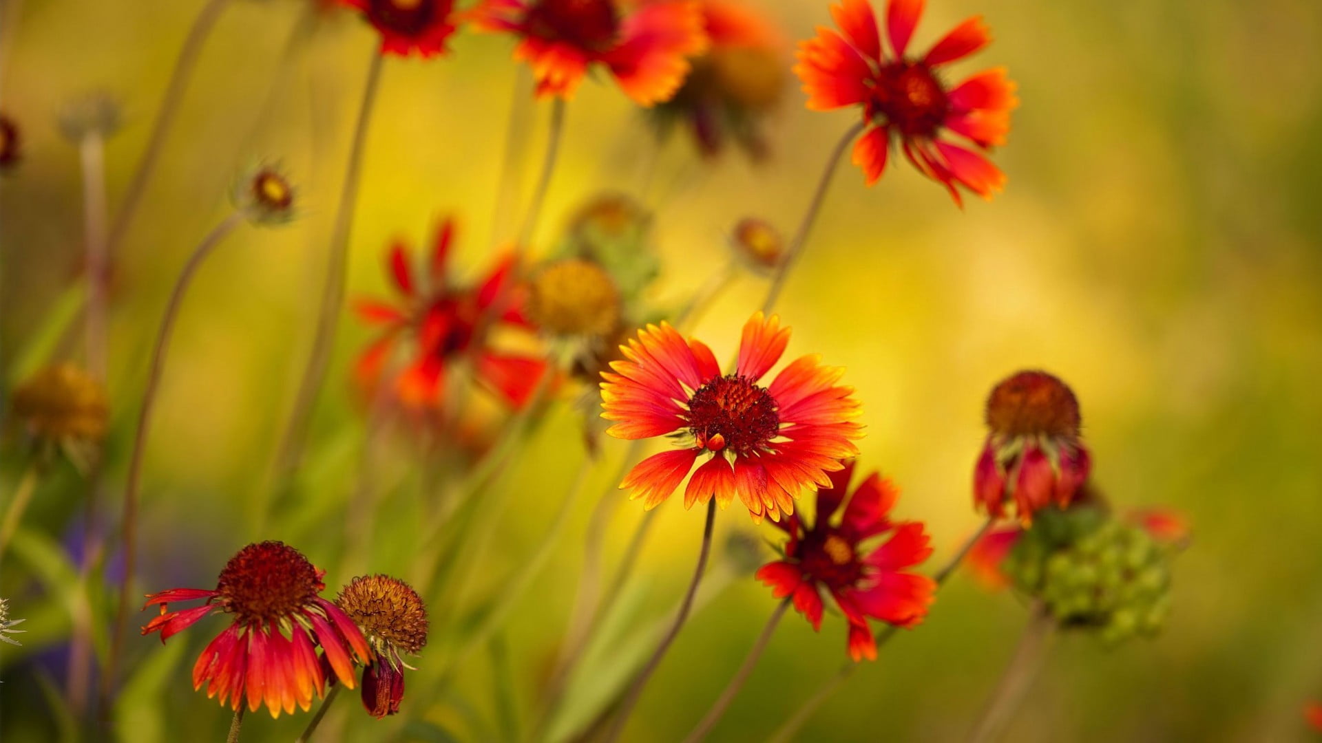 petal, red flowers, focus on foreground, plant, growth, animal wildlife, outdoors, colorful, flowering plant, nature, yellow, flower, food, flowers, flowerbed, HD Wallpaper