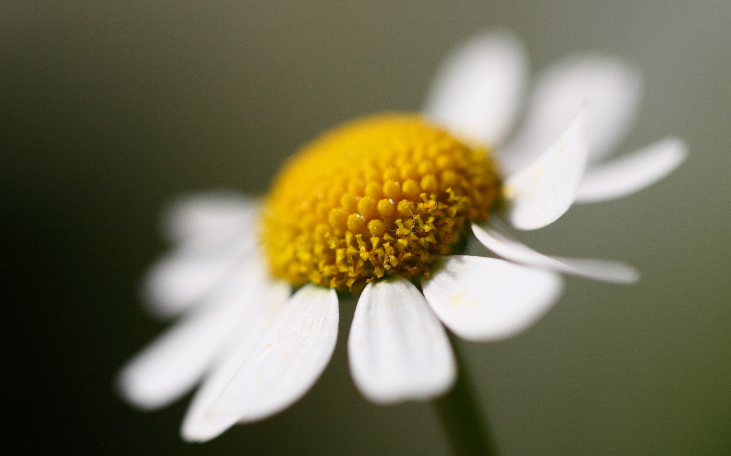flowers, fragility, no people, flower, yellow, pollen, flower head, growth, selective focus, outdoors, focus on foreground, flowering plant, inflorescence, HD Wallpaper