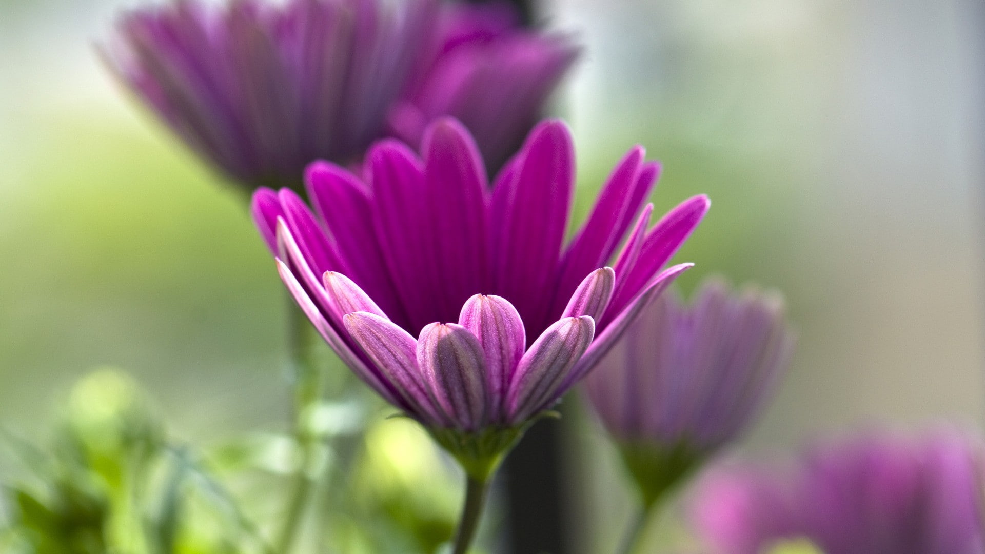 nature, macro, flowers, coneflower, 1080P, purple flowers, purple, HD Wallpaper