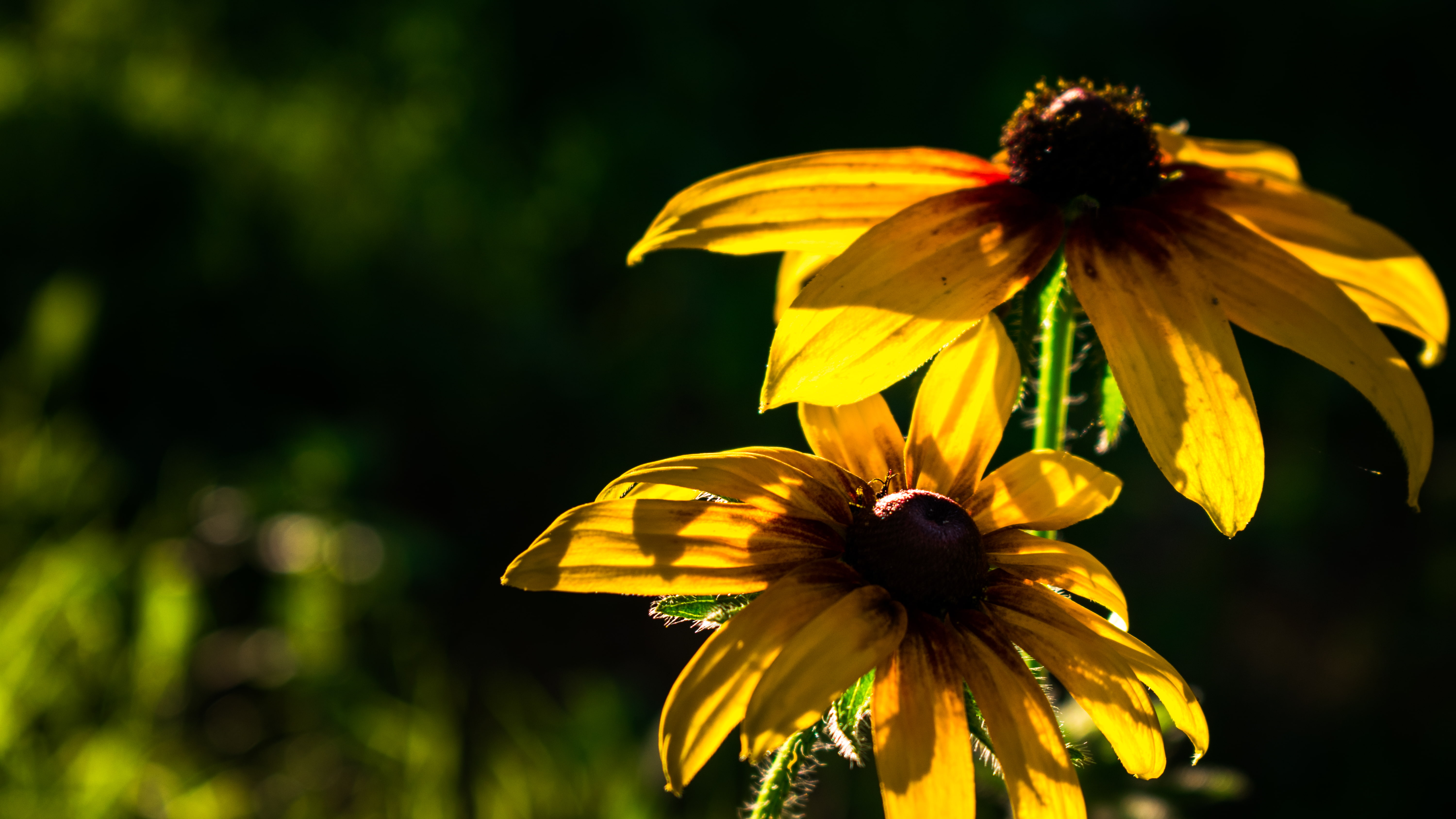 plant, flowers, yellow, inflorescence, focus on foreground, black-eyed susan, freshness, 5K, pollen, flower, no people, close-up, petal, flowering plant, HD Wallpaper