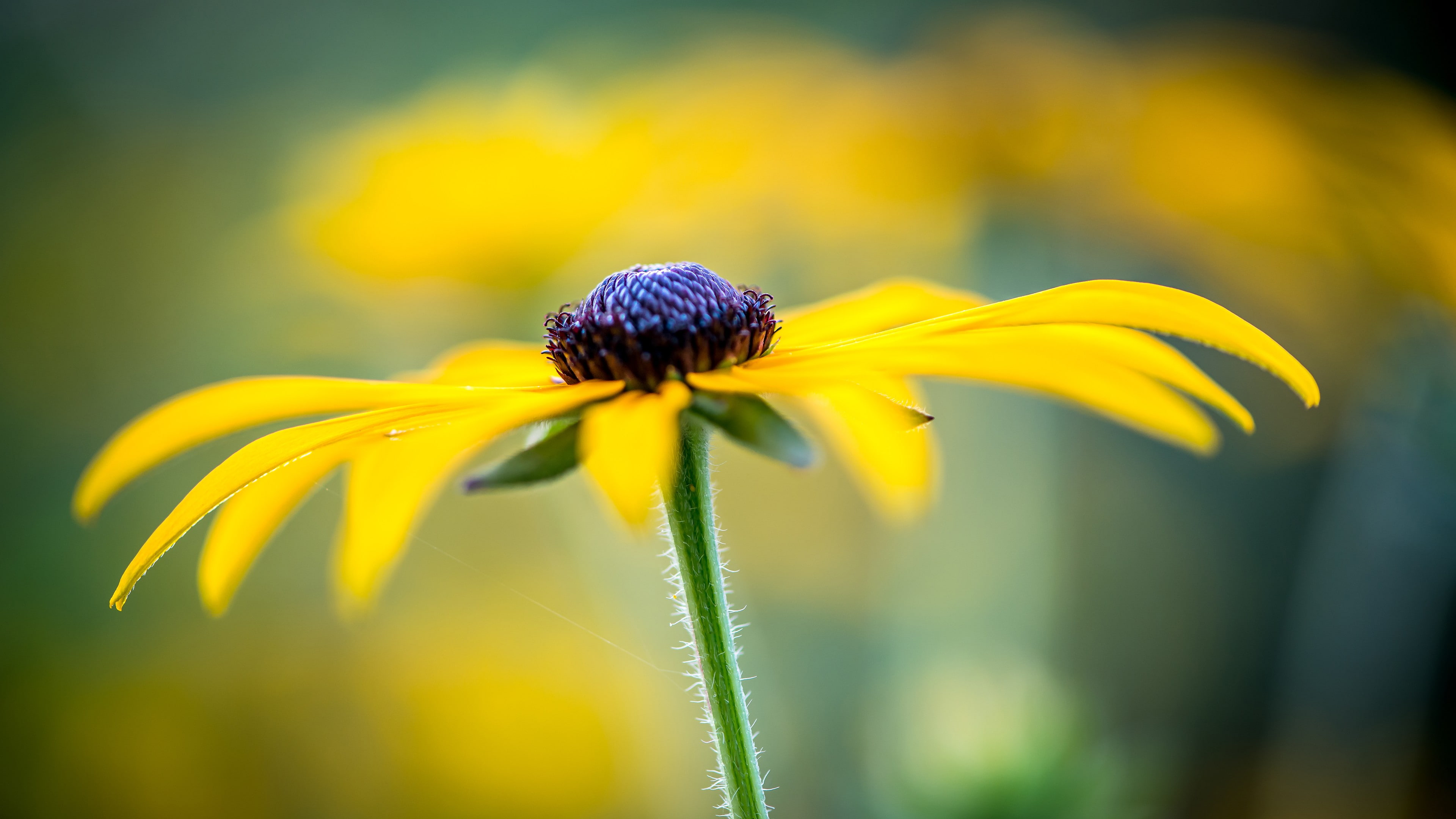 growth, vulnerability, inflorescence, lights, beauty in nature, flower, no people, outdoors, freshness, close-up, 4K, plant, nature, filter, petal, flowering plant, HD Wallpaper