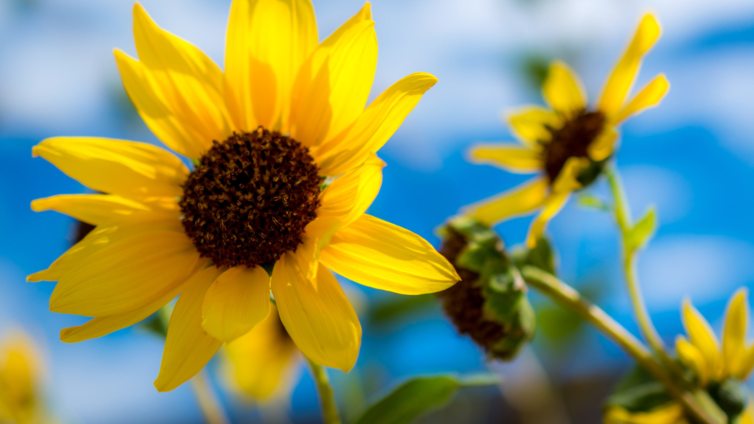 no people, close-up, 2K, flower head, yellow, plant, focus on foreground, flower, beauty in nature, springtime, flowering plant, sepal, selective focus, HD Wallpaper