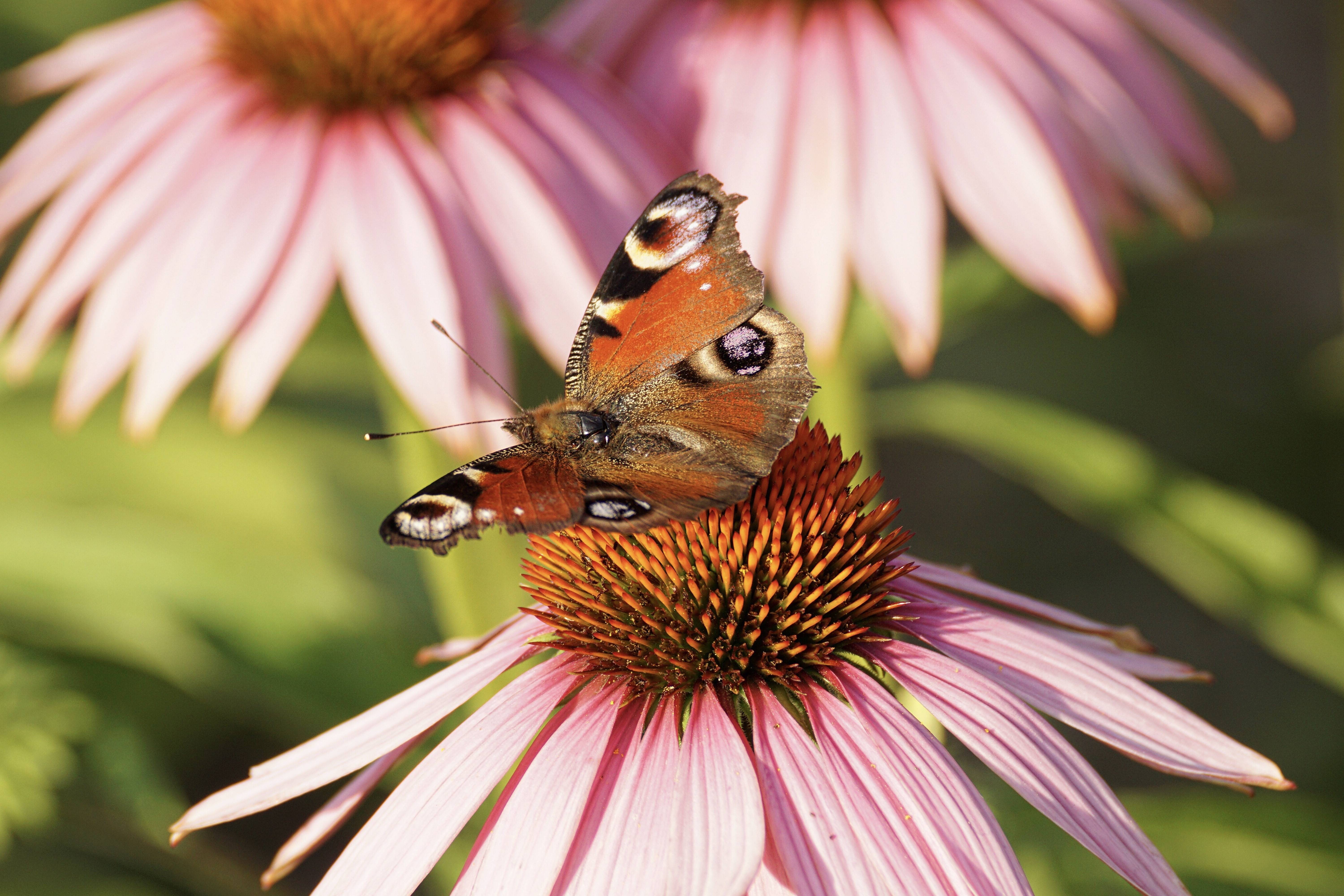 freshness, butterfly - insect, petal, beauty in nature, pollen, echinacea, one animal, pollination, flower, plant, coneflower, animals in the wild, peacock, HD Wallpaper