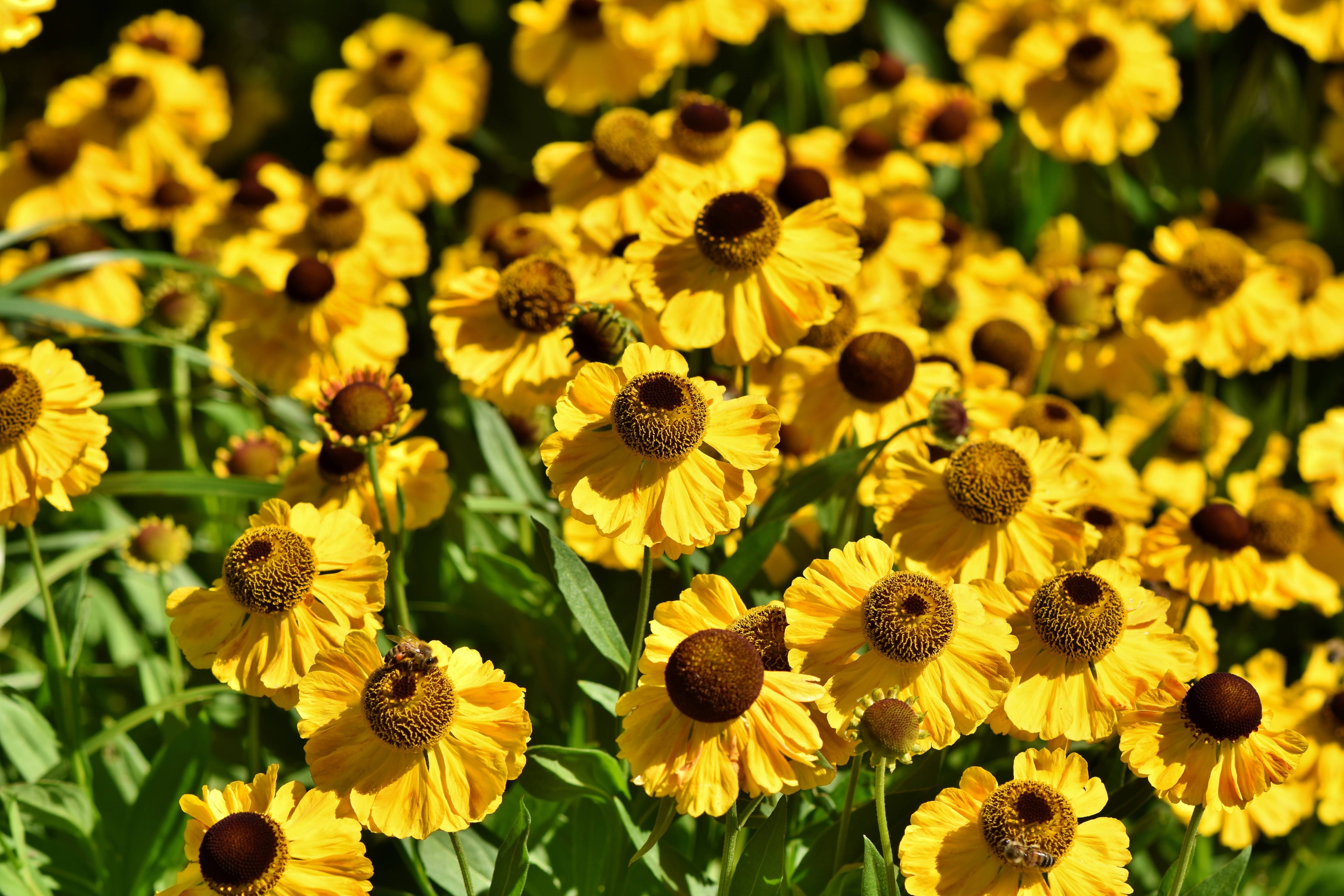 beauty in nature, vulnerability, no people, yellow, close-up, coneflower, day, 5K, bloom, black-eyed susan, growth, inflorescence, blossom, plant, flower, HD Wallpaper