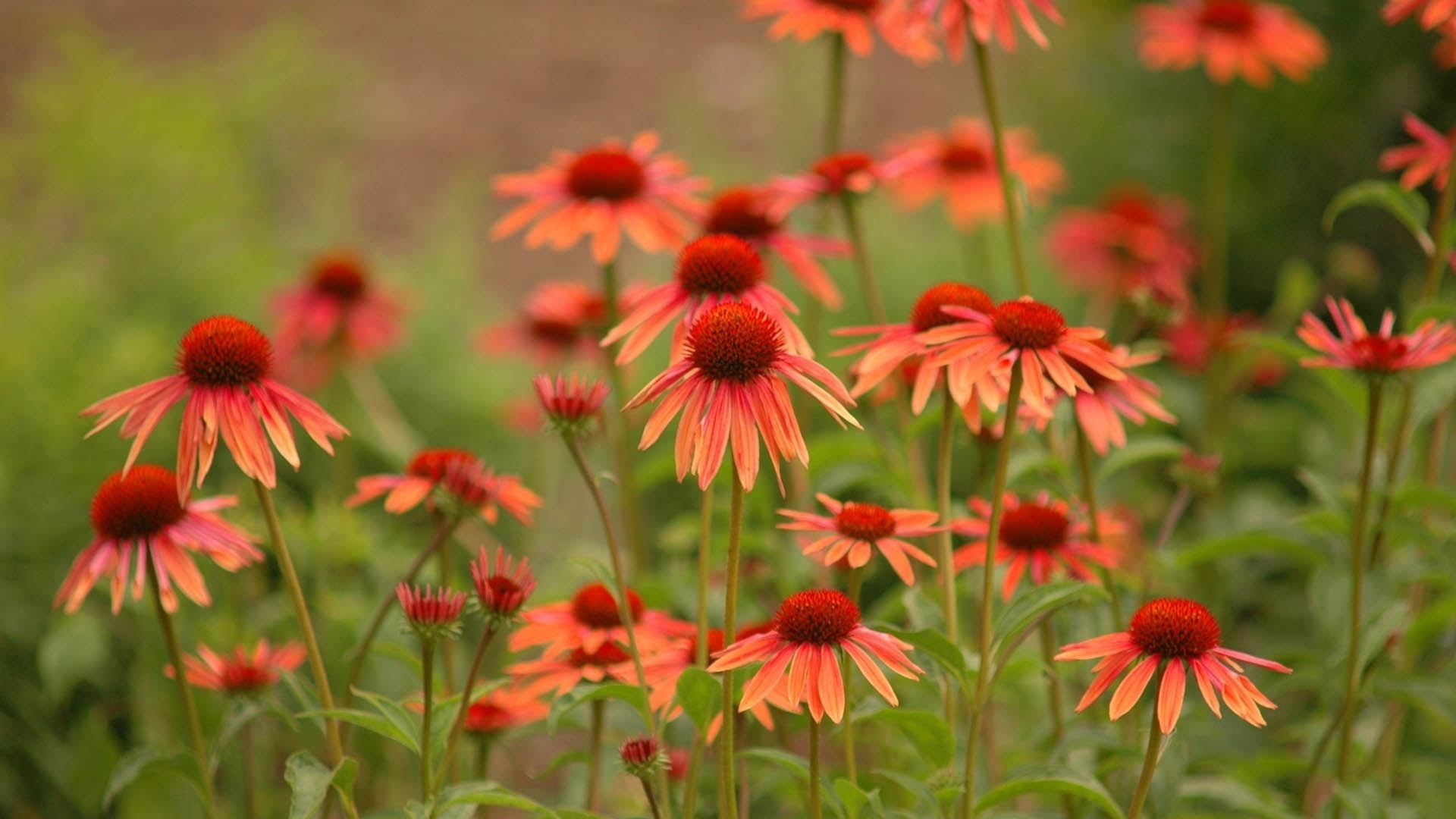 nature, flower, 1080P, coneflowers, pollen, close-up, multi Colored, inflorescence, beautiful, fragility, summer, echinacea, no People, plant, backgrounds, HD Wallpaper