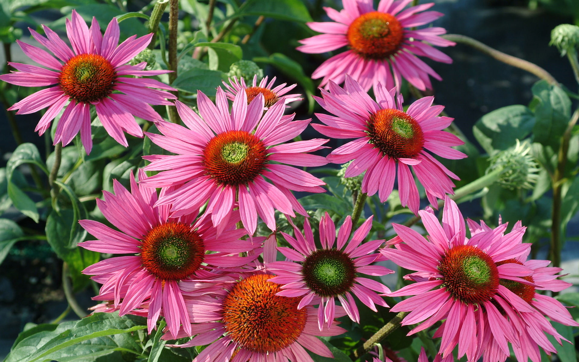 garden, echinacea, purpurea, green, 1080P, coneflower, flowers, hd, eyes, HD Wallpaper