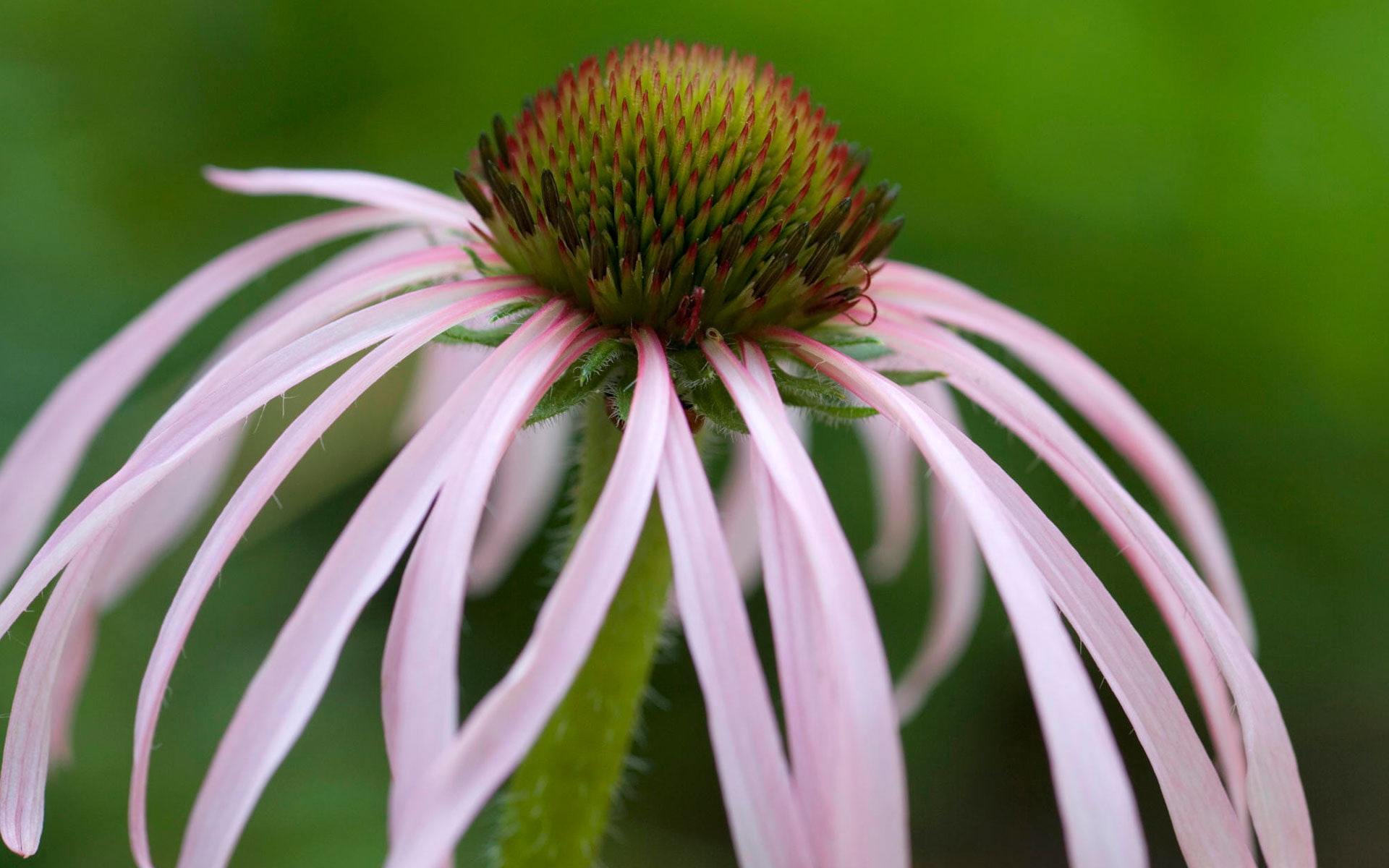 coneflower, 1080P, tennessee, HD Wallpaper