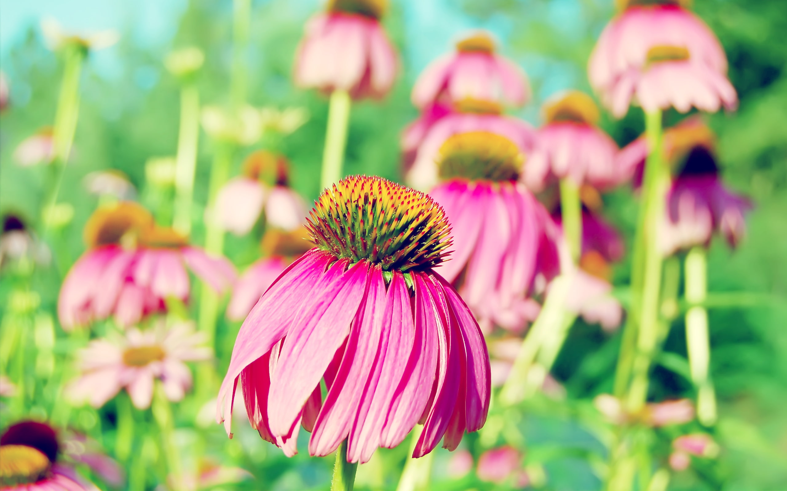 yellow, pollen, coneflower, flowers, pink, 2K, petaled, purple, hd, HD Wallpaper