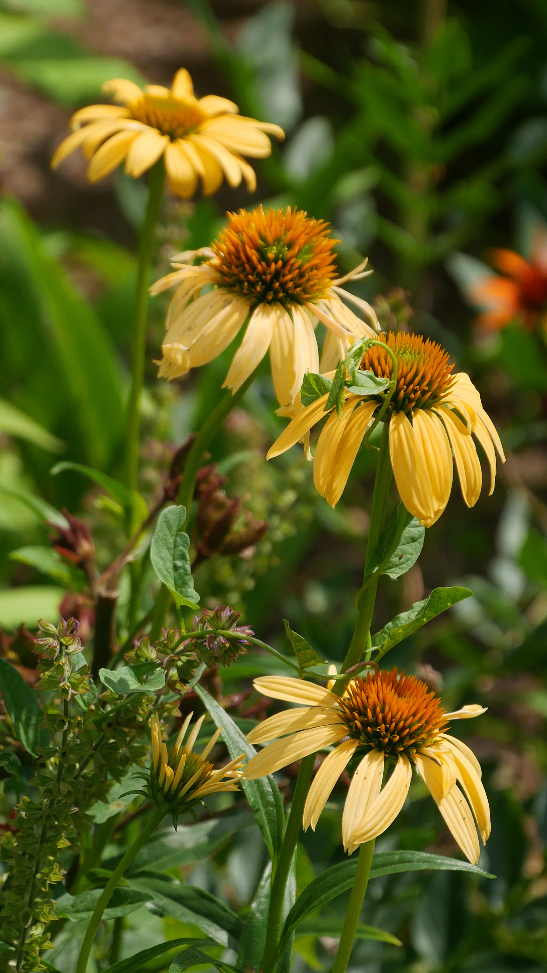 petal, focus on foreground, pollen, yellow flowering plants, flowers, bloom, cone flower, yellow, freshness, nature, echinacea flower, yellow flowers pictures, Phone HD Wallpaper