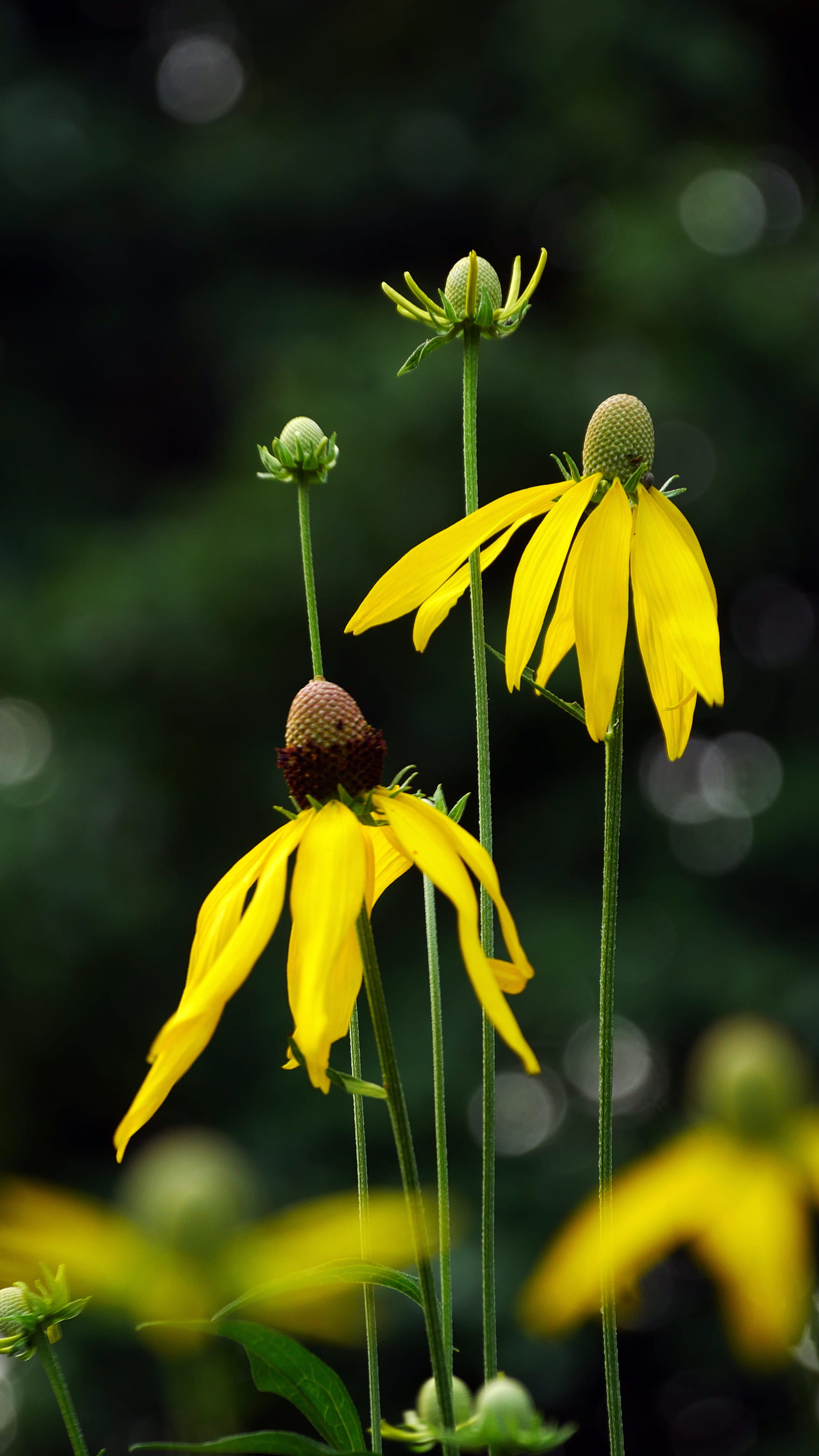 echinacea, flowering plant, prairie flower, outdoors, yellow coneflower, perennial, closeup, yellow flowers names, perennial plants, fragility, yellow flower pictures, Phone HD Wallpaper