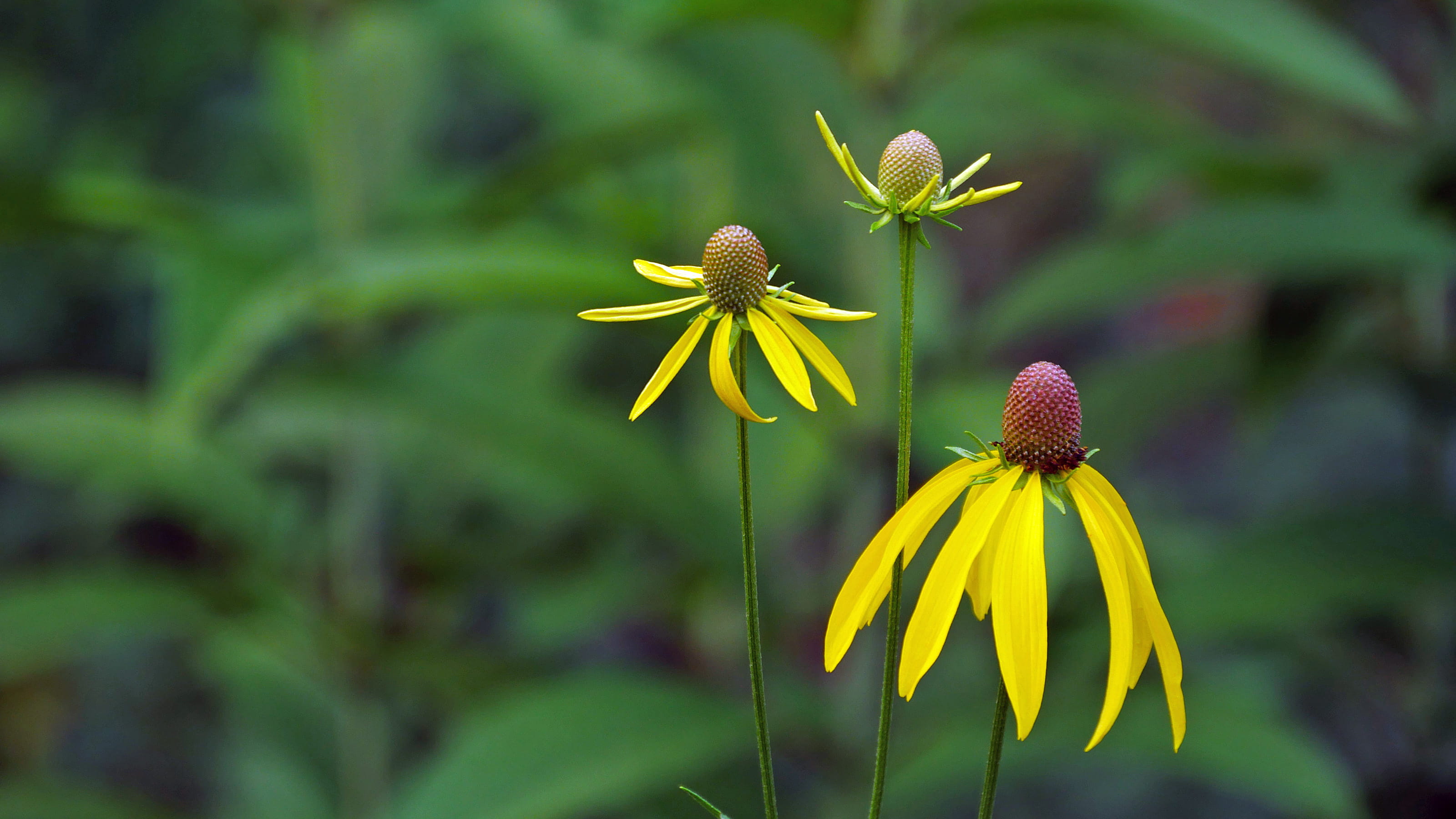 prairie flower, freshness, meadow, perennial, growth, perennial plants, flower head, day, close up of flowers, bloom, stem, flower names and pictures, yellow flower pictures, HD Wallpaper