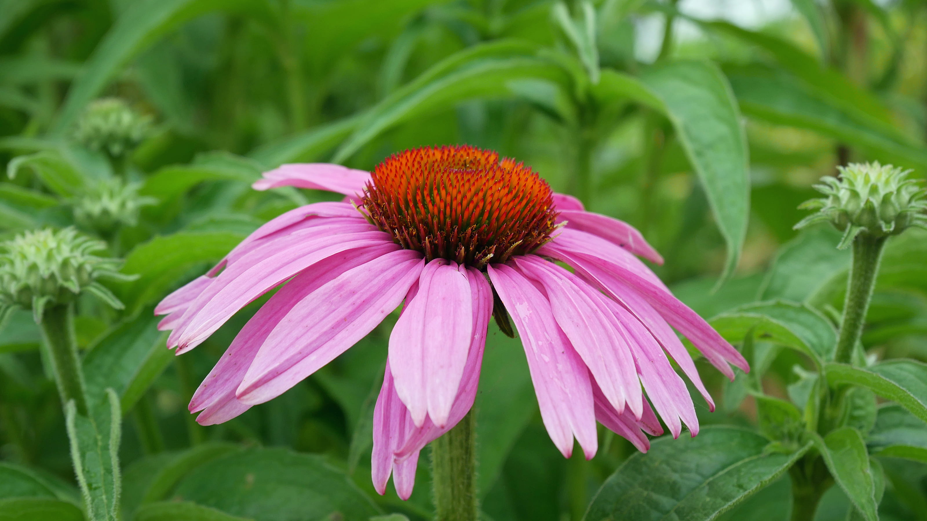 freshness, flower head, flowering plant, nature, coneflower pictures, beauty in nature, purple flower images, no people, vulnerability, edible plants, pictures of flowers blooming, HD Wallpaper