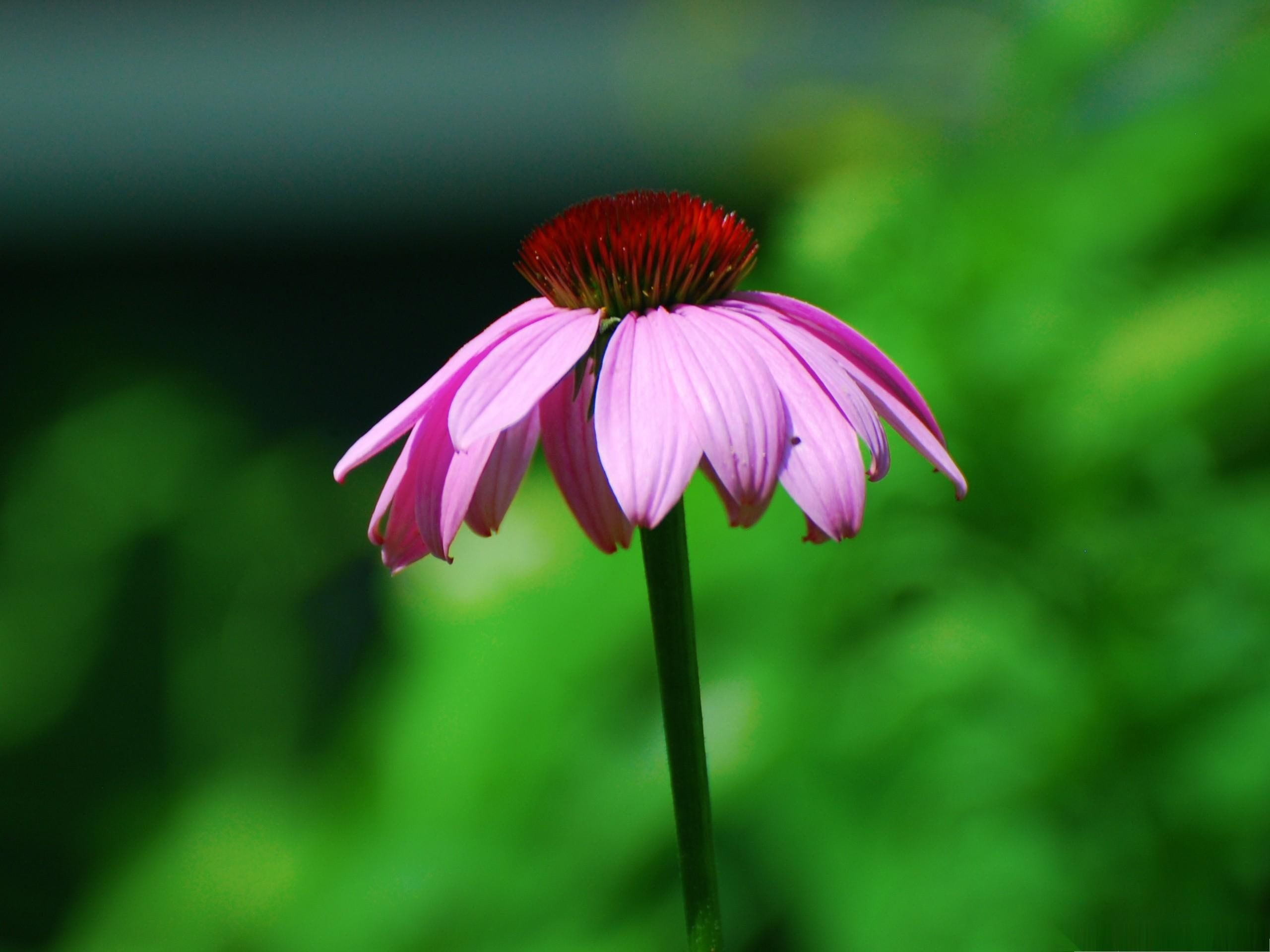 2K, flower, summer, nature and landscapes, coneflower, lonely, alone, purple, HD Wallpaper