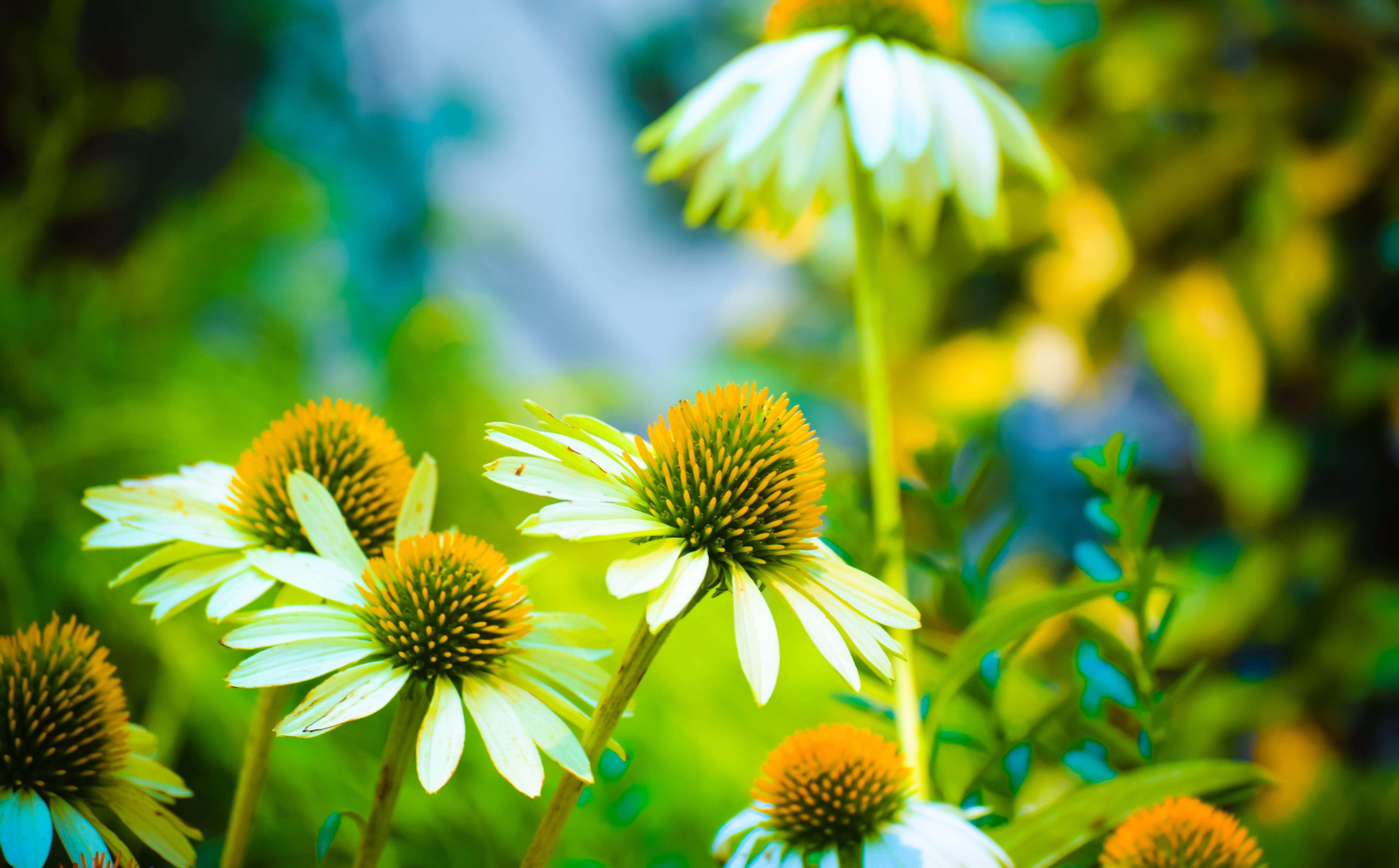 shallow focus, color, freshness, yellow, inflorescence, 5K, pollen, detail, flower head, focus, vulnerability, field, flower, botany, photography, shallow, HD Wallpaper
