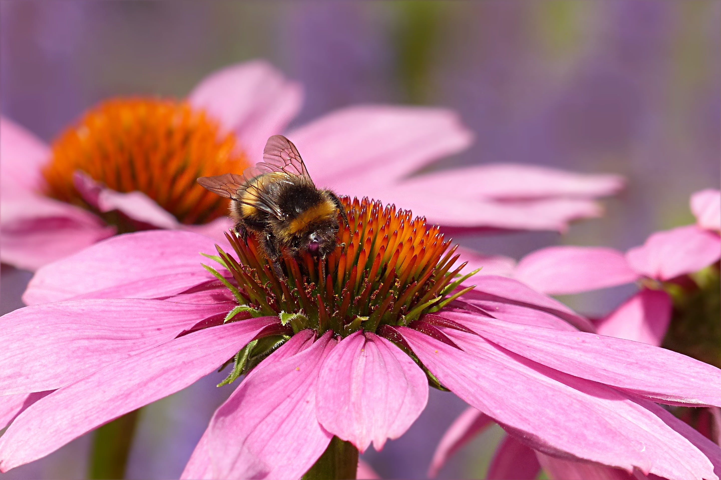 flowering plant, plant, growth, freshness, echinacea, beauty in nature, bee, flower, purple, one animal, hummel, pollen, flower head, pink, petal, animals in the wild, HD Wallpaper