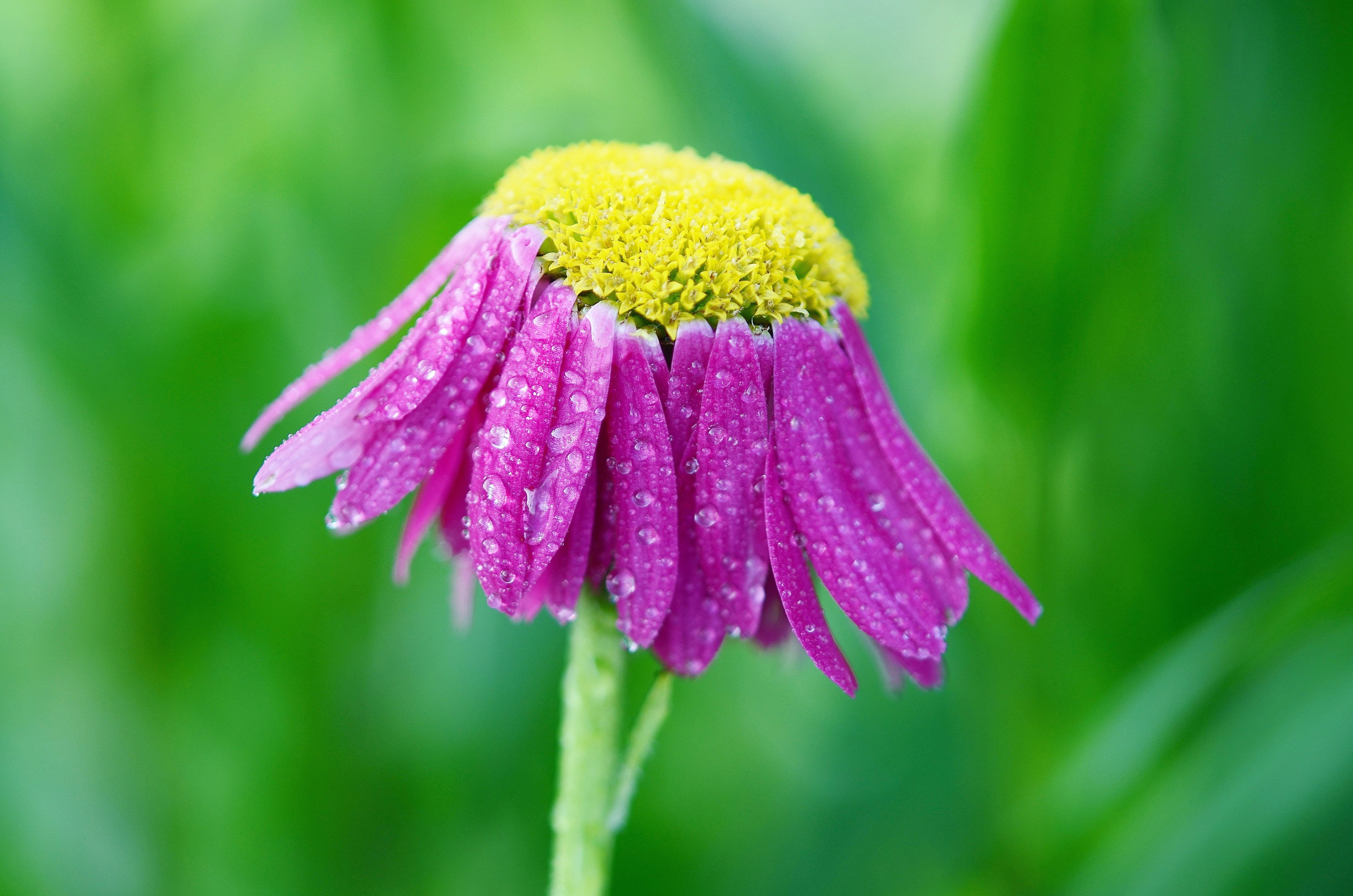 springtime, flower, selective focus, blossom, green Color, beauty In Nature, grass, plant, botany, no people, petals, macro, single Flower, growth, leaf, HD Wallpaper
