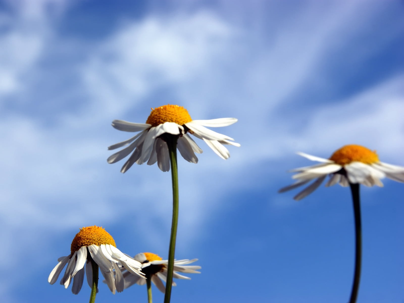 flower Head, vulnerability, rural Scene, vibrant Color, plant, coneflower, pollen, close-up, sky, meadow, springtime, growth, macro, outdoors, nature, copy Space, HD Wallpaper