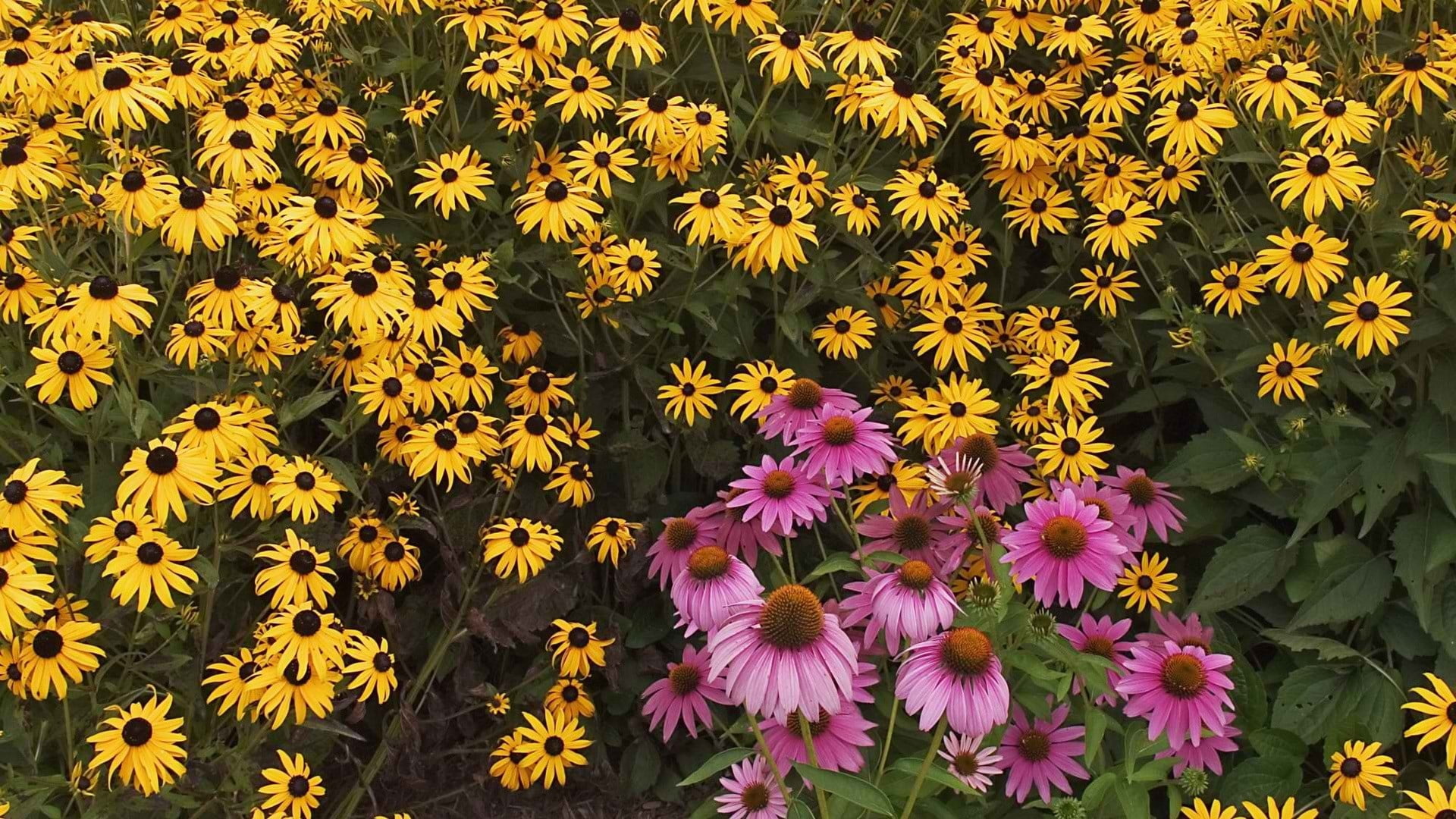 vulnerability, susan, flower, nature, coneflowers, outdoors, no people, close-up, growth, fragility, garden, flower head, pink, green, pink color, coneflower, HD Wallpaper