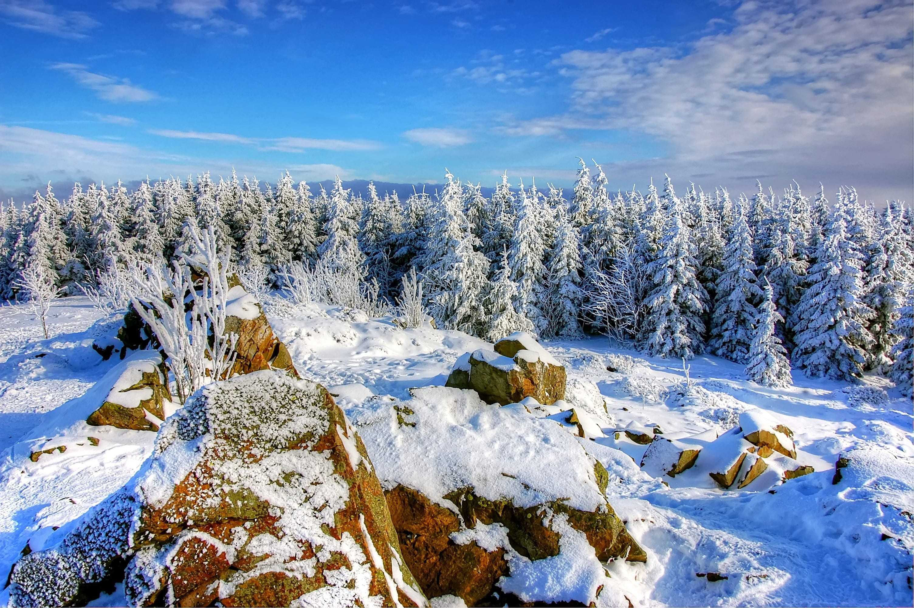 white color, pine woodland, trees, clouds, frost, environment, frozen, ice, wood, 2K, snow, land, cold temperature, fir, sky, coniferous tree, tranquility, HD Wallpaper