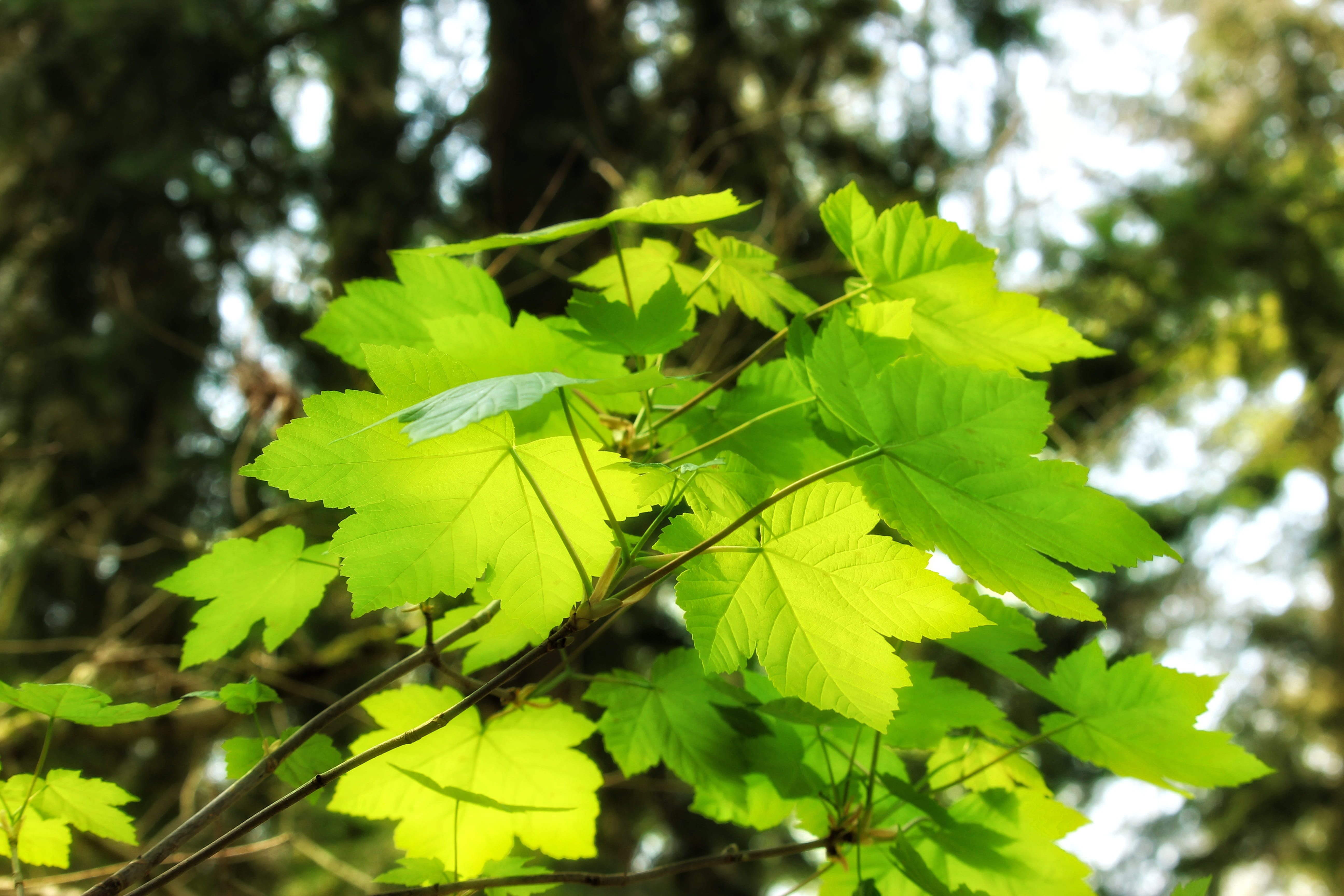 outdoors, schönwetter, green spring, maple, growth, sunlight, plant, plant part, low angle view, season, 5K, freshness, no people, beauty in nature, tranquility, HD Wallpaper