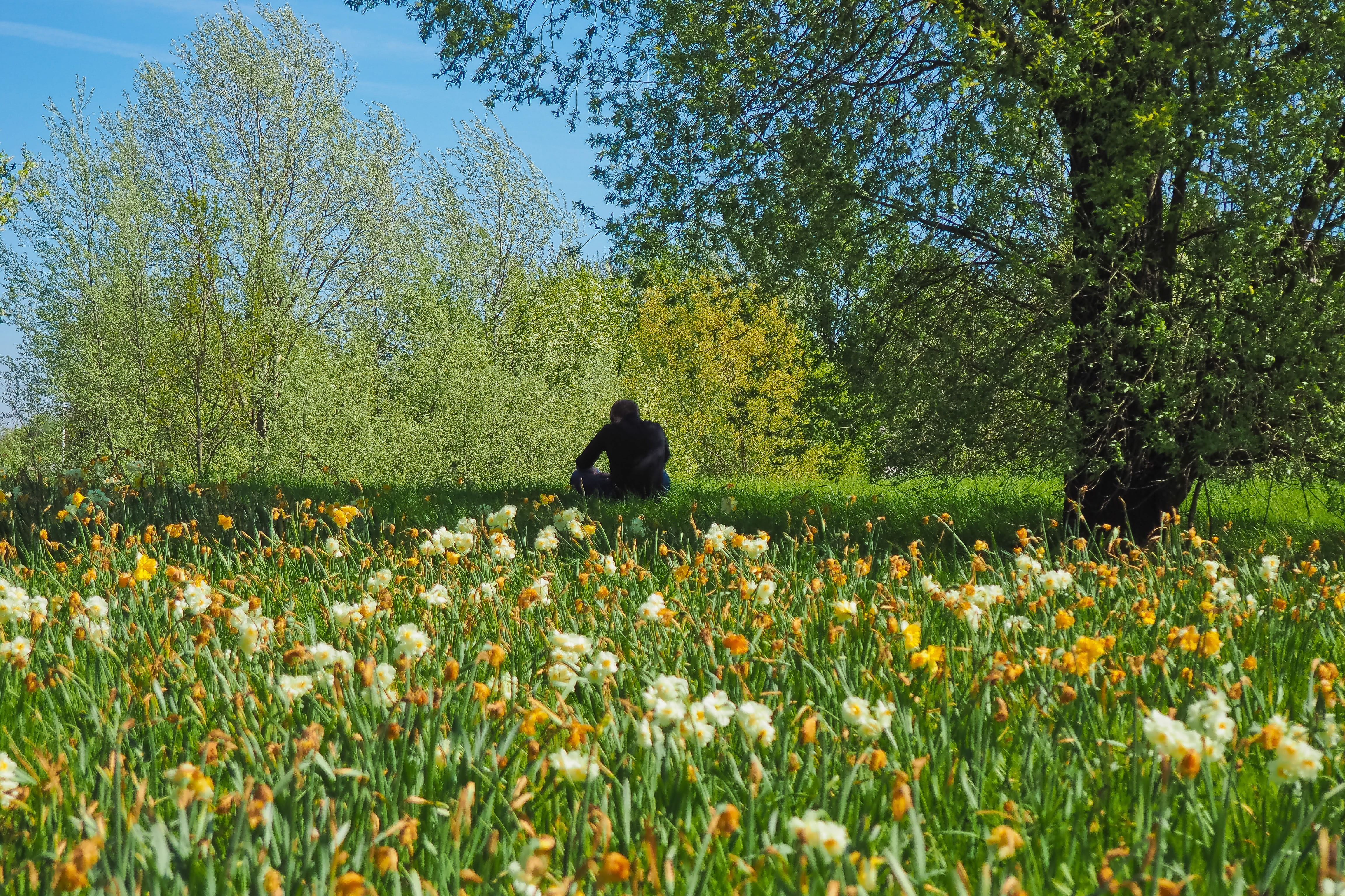 real people, rear view, silent, season, sky, one person, sitting, silhouette, lifestyles, outdoors, nature, yellow, rest, recover, flowering plant, idyllic, HD Wallpaper