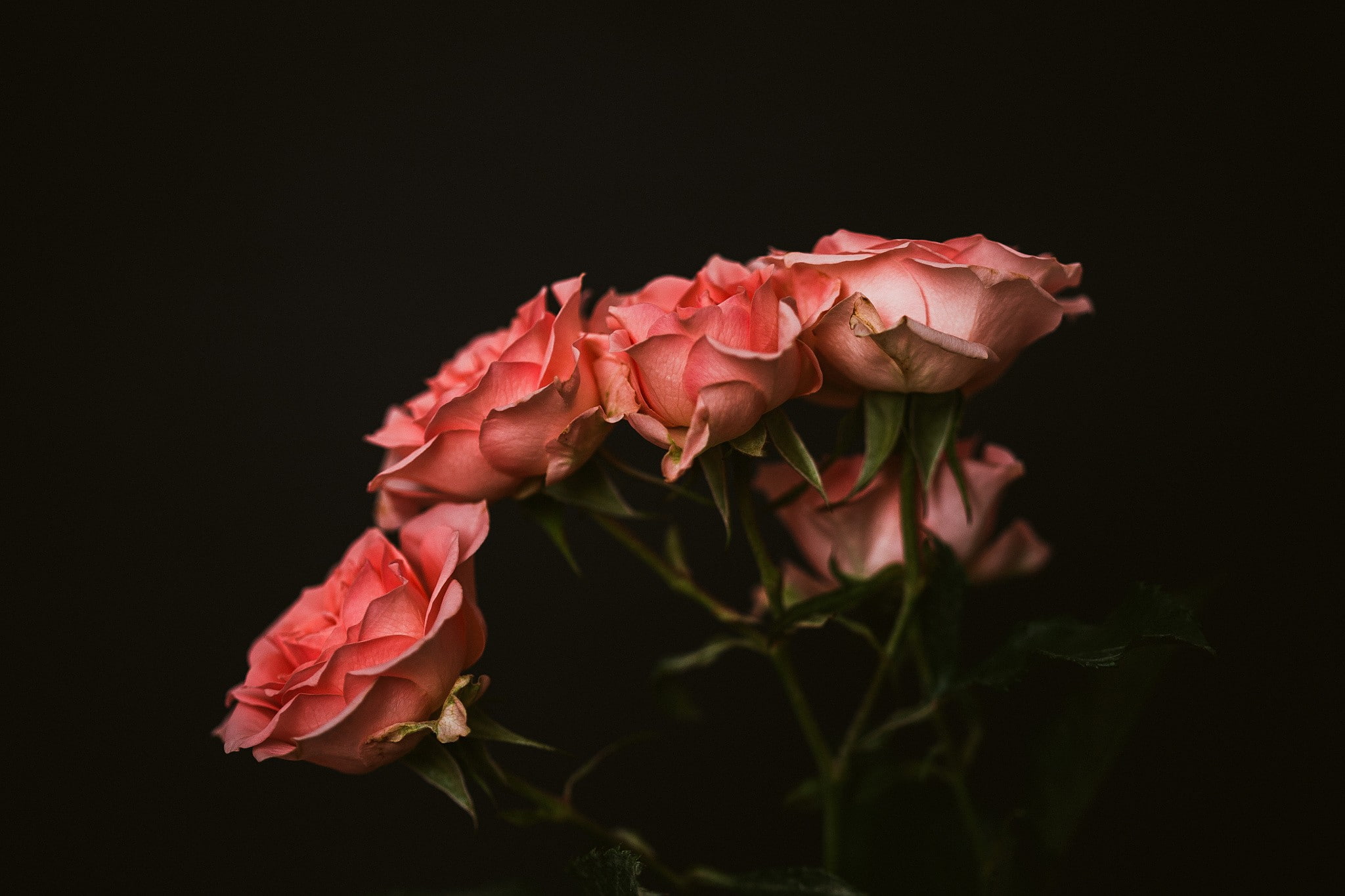 pink, photography, 1080P, Pentax, rose, macro, leaves, nature, depth of field, HD Wallpaper