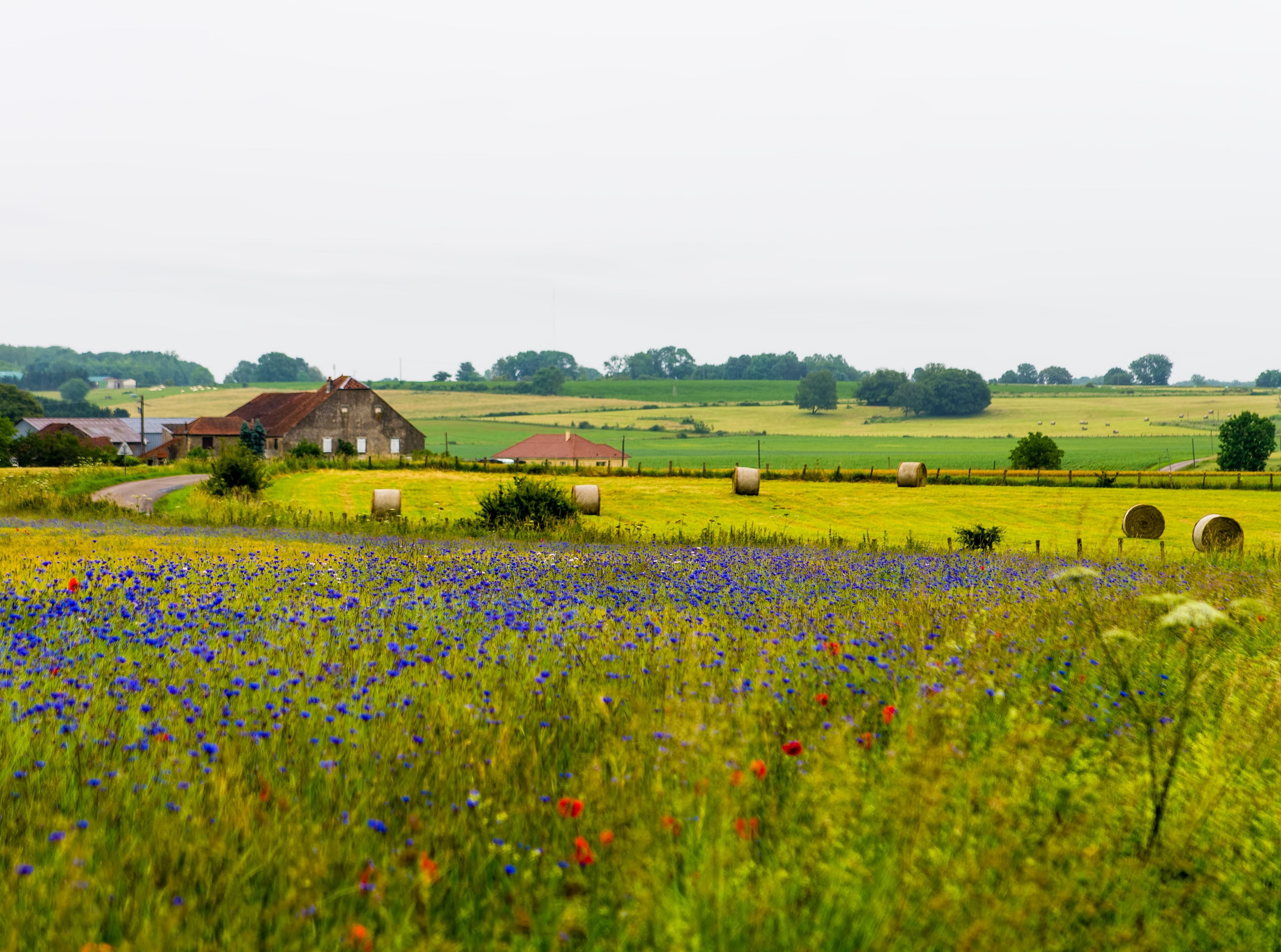 rural scene, sky, field, Poinson-les-Fayl, flowering plant, Scenery, plant, ardenne, agriculture, purple, beauty in nature, land, pentaxk5, champagne, environment, HD Wallpaper